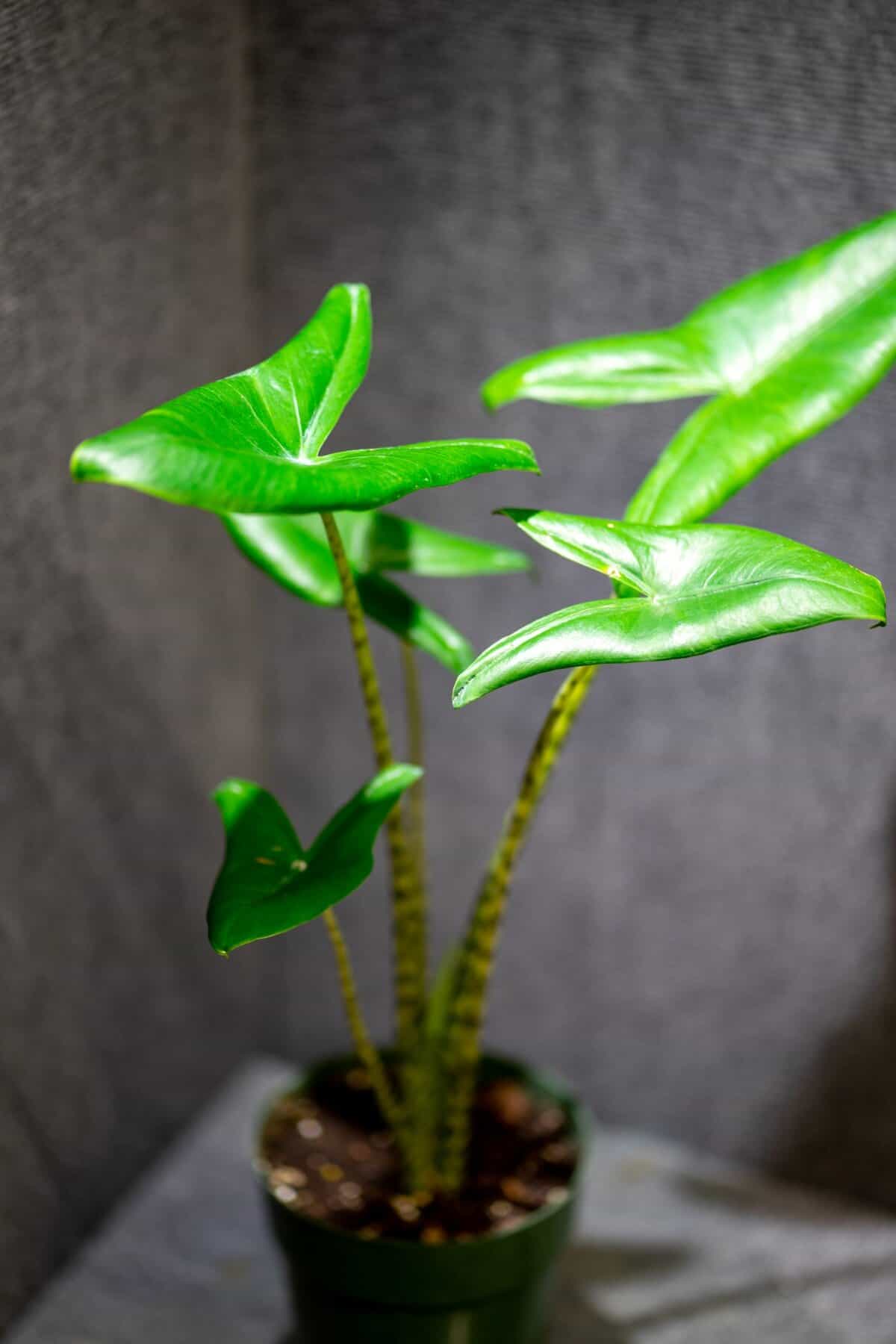 Alocasia Zebrina  305 Greenery, Inc.
