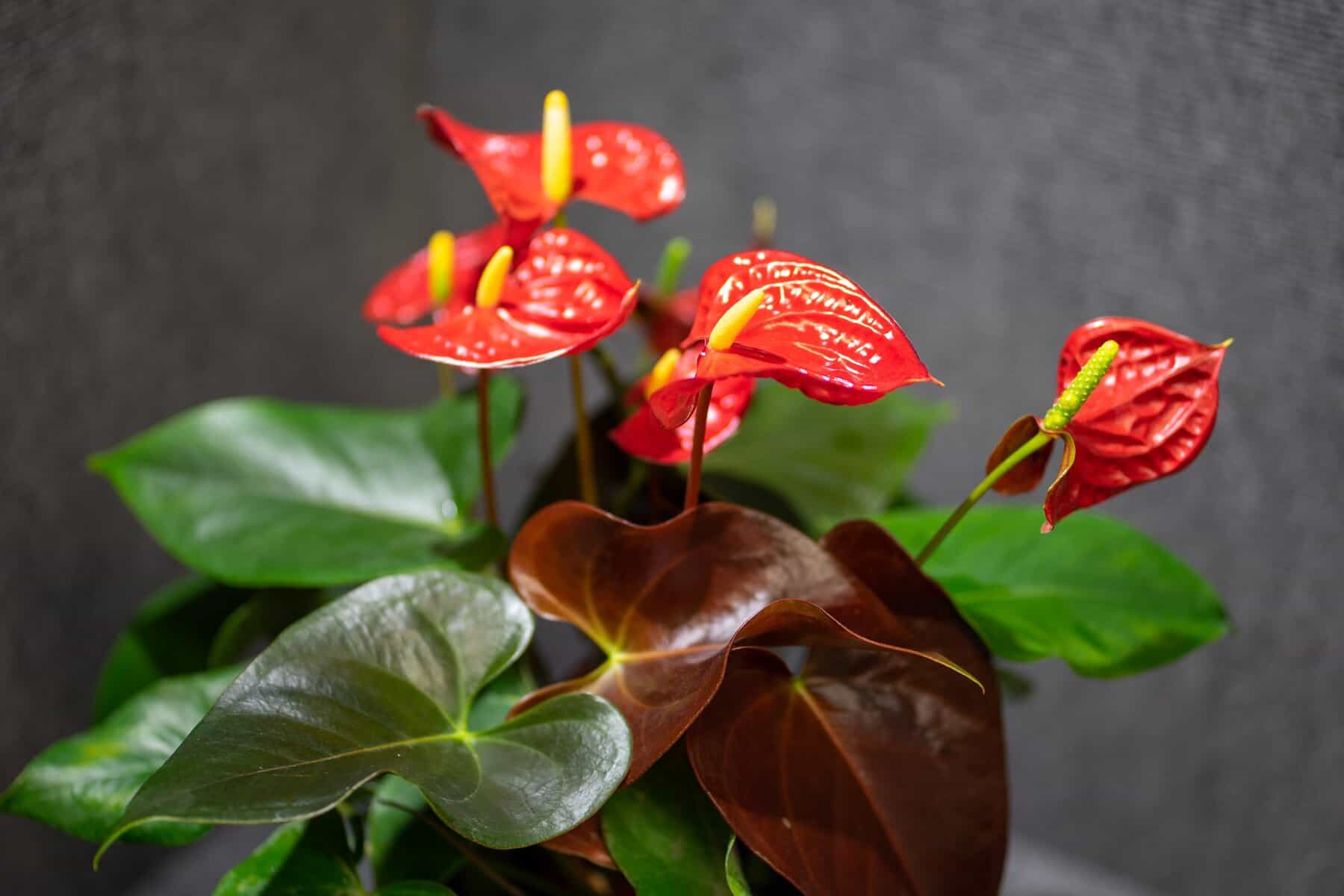 Anthurium Coral Champion  305 Greenery, Inc.