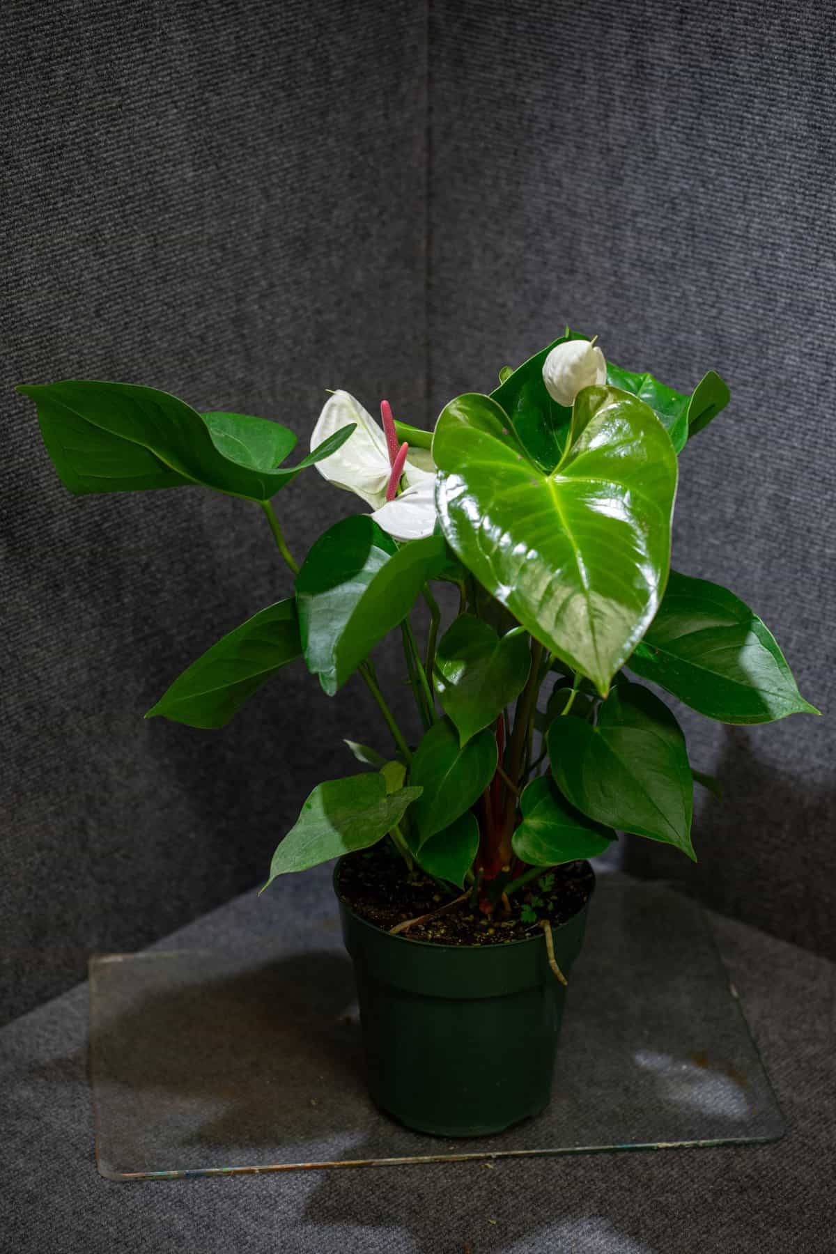 brazilian rain tree bonsai Brazilian Rain Tree – Bonsai Ottawa