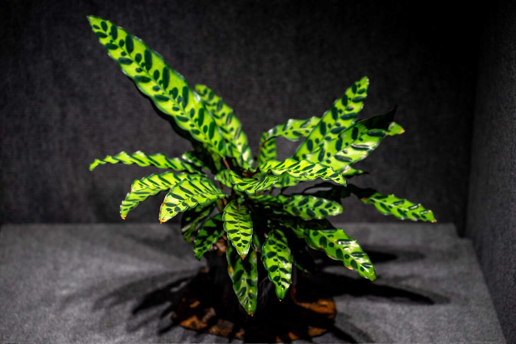 calathea pflanzen Calathea Orbifolia und ihr Topf – grafische Blätter – The Green Touch main image 1