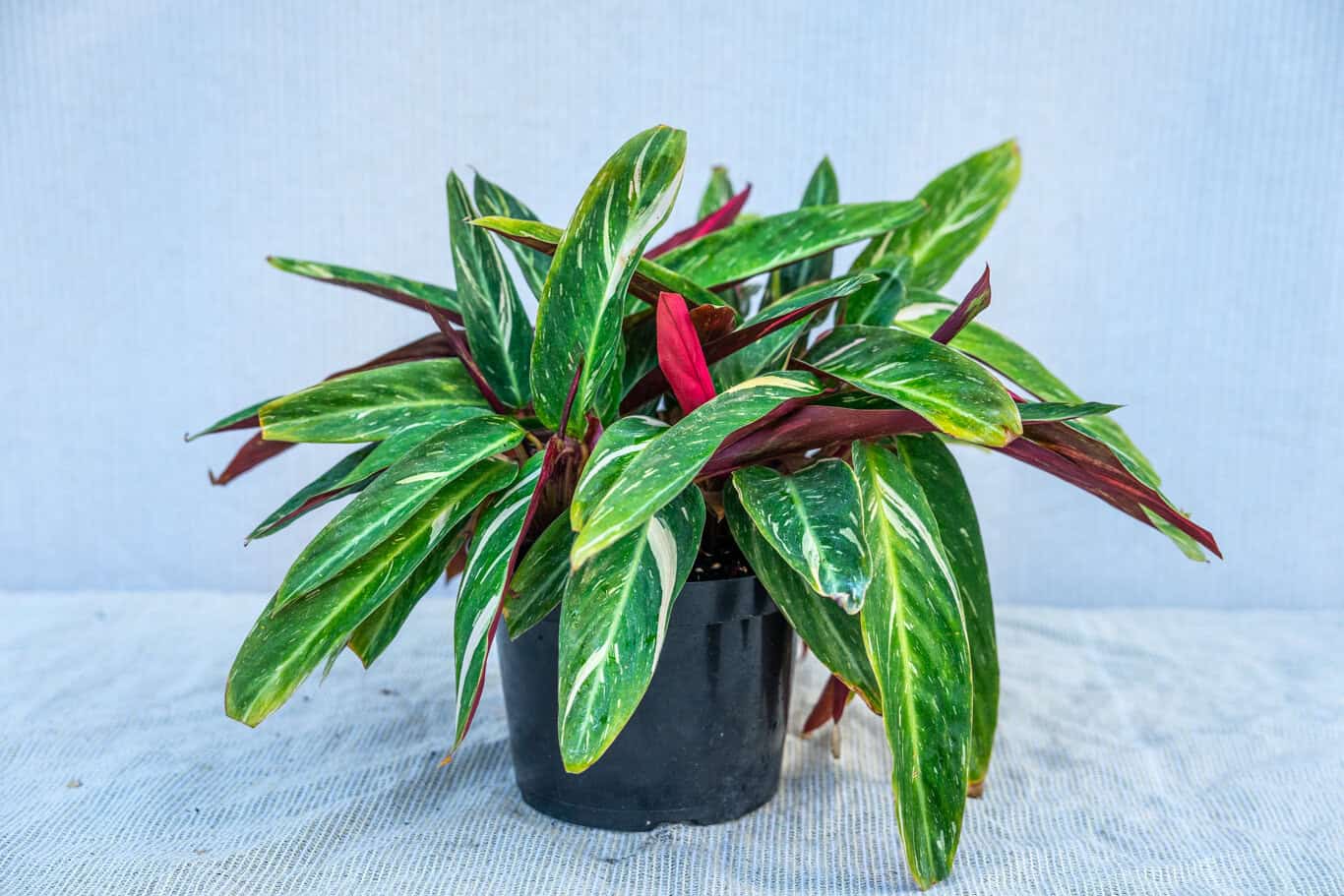 Calathea Stromanthe Sanguinea Magic Star  305 Greenery, Inc.