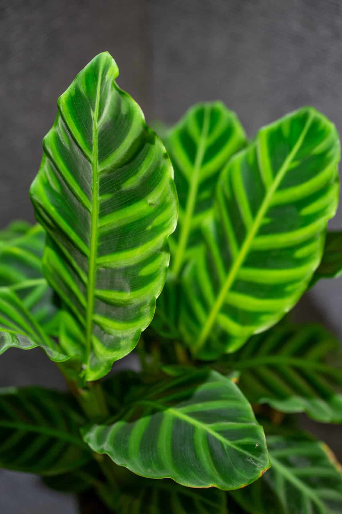 Calathea zebrina (The Zebra plant)