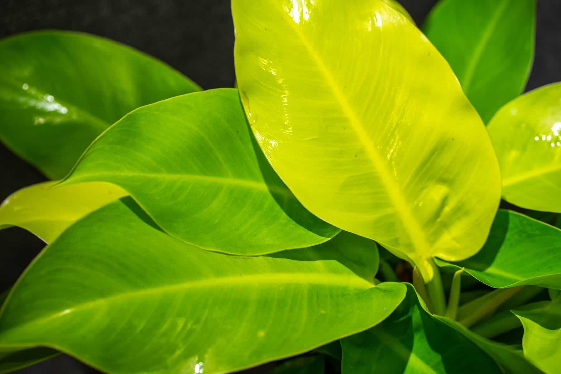Philodendron 'Moonlight' 8 pot  305 Greenery, Inc.