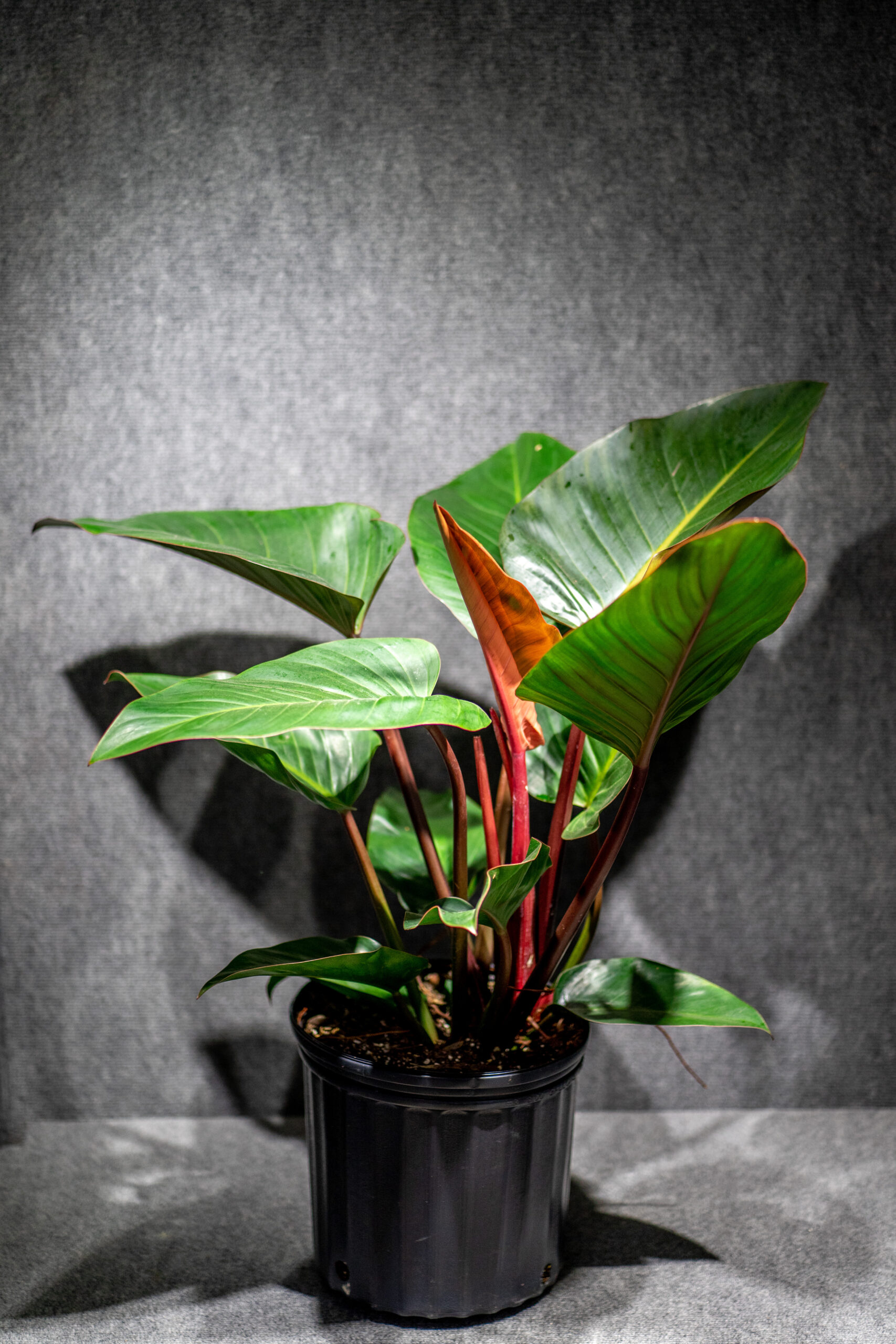 Philodendron Red Congo-07375