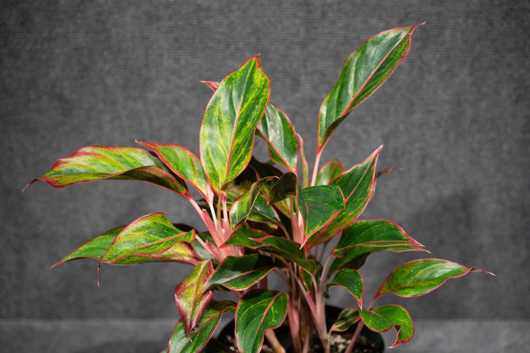 Aglaonema 'Aurora Siam' – 305 Greenery, Inc.