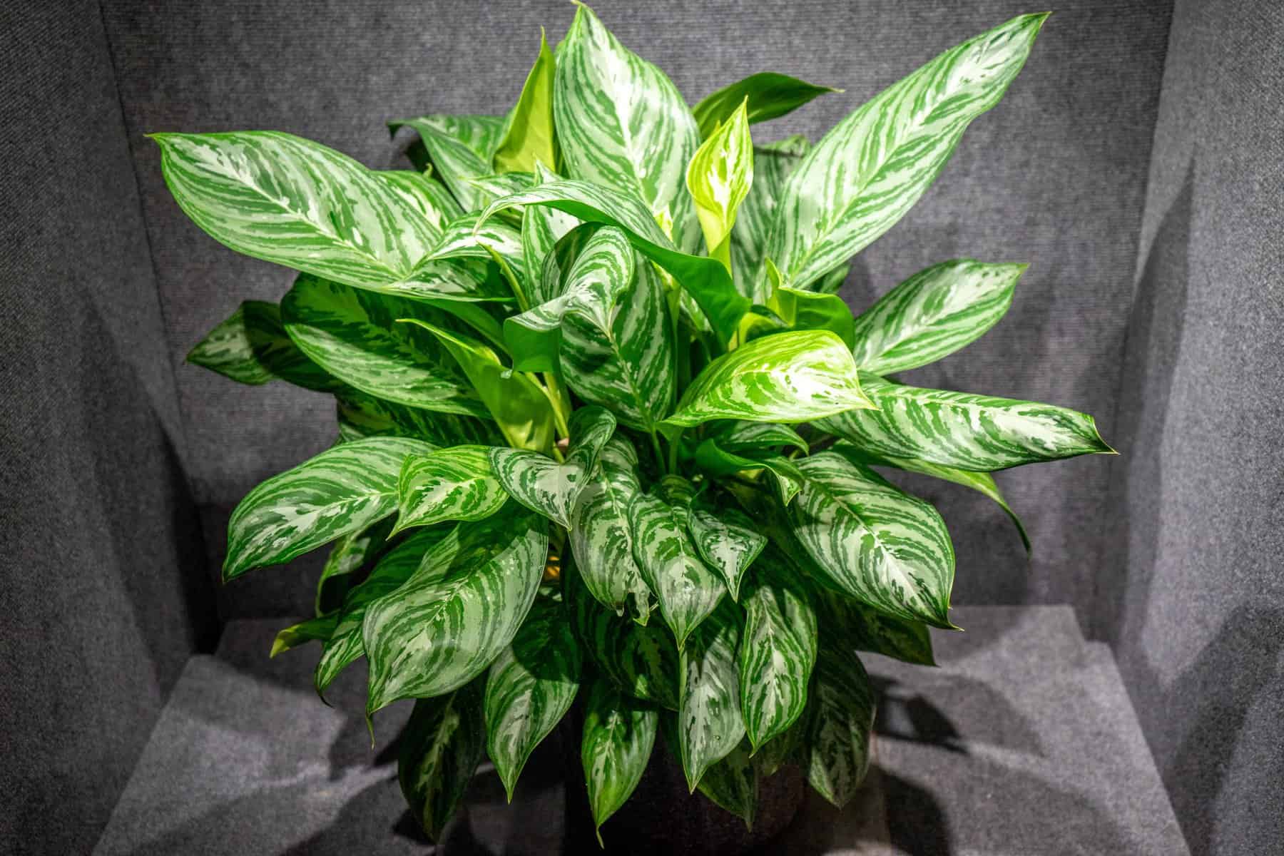 aglaonema-emerald-bay-305-