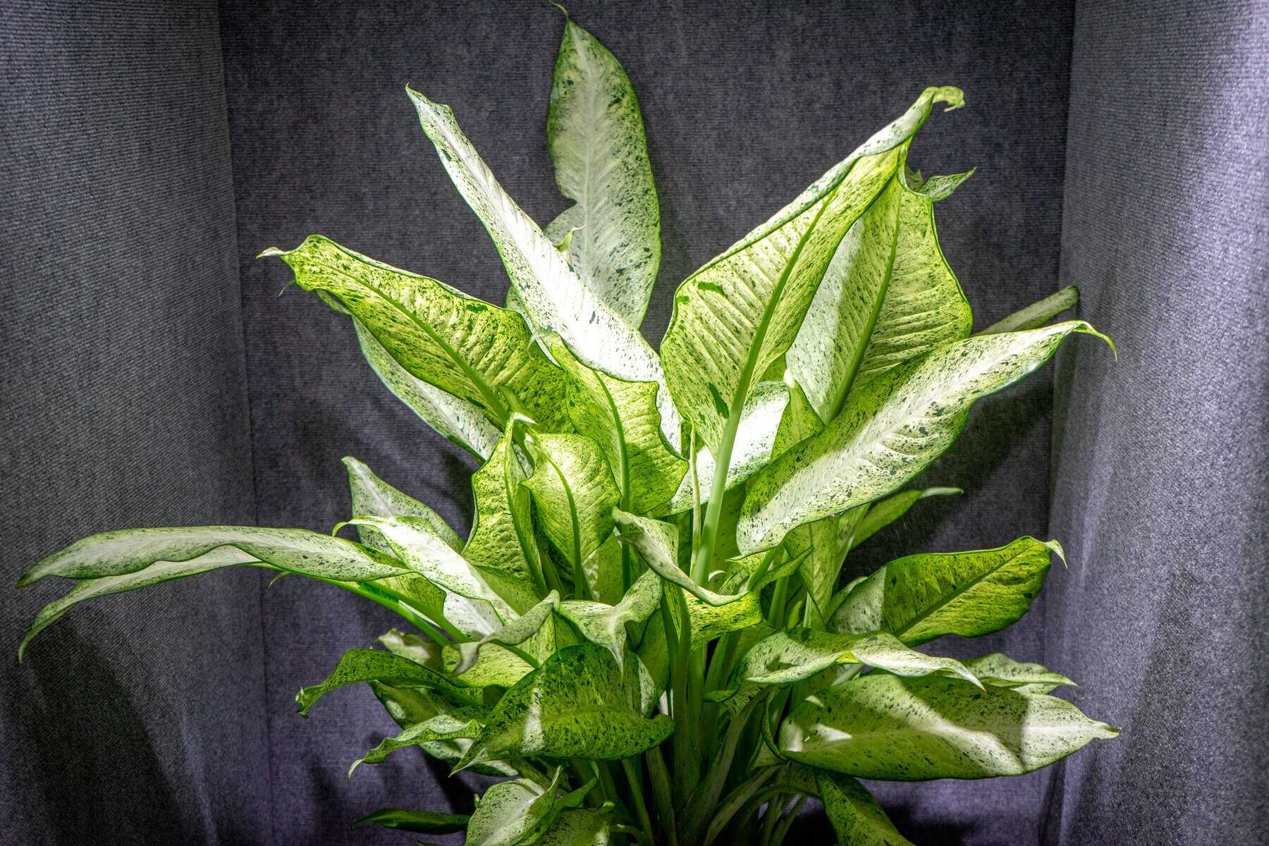 Dieffenbachia Camouflage  305 Greenery, Inc.