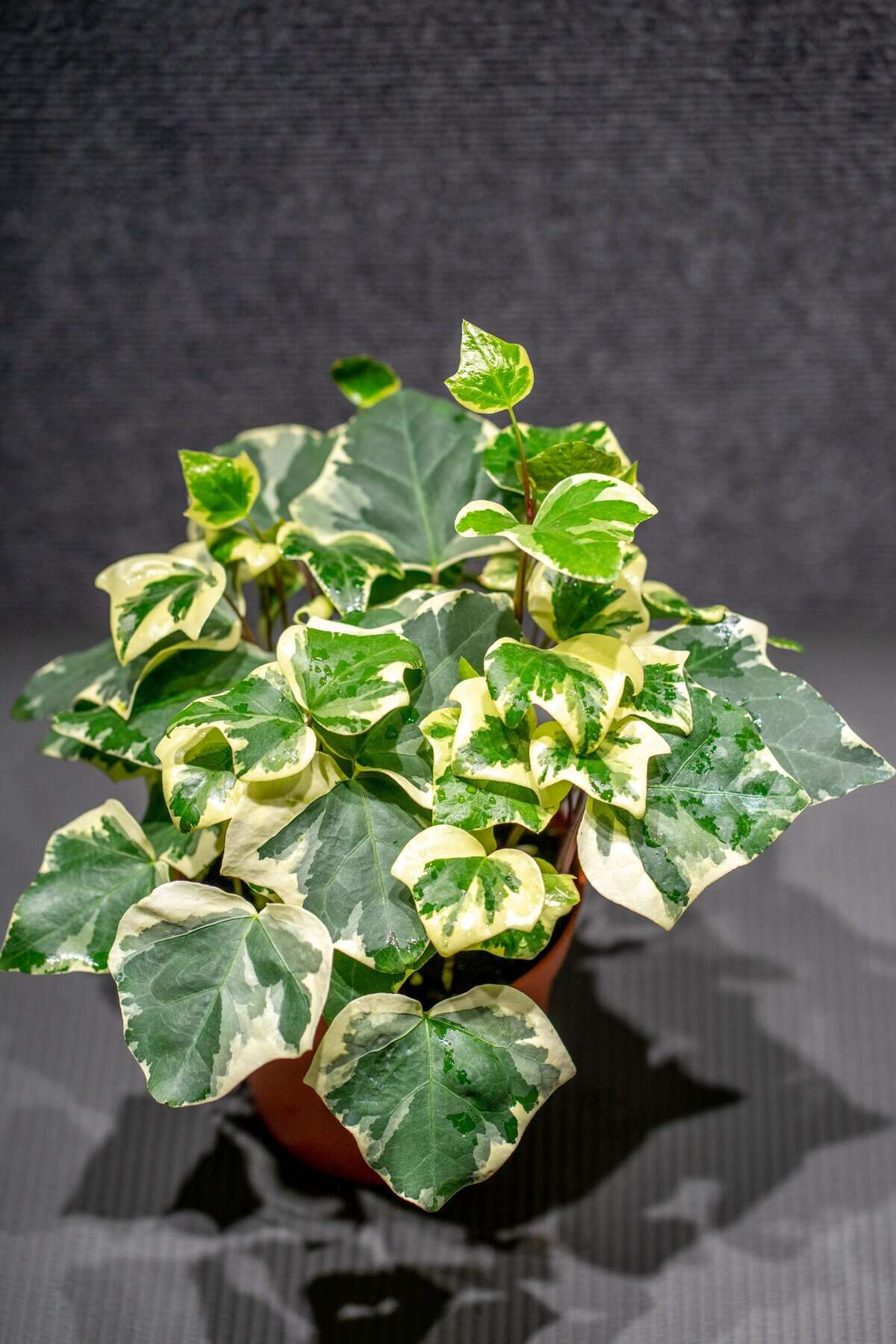 Hedera Canariensis Gloire de Marengo Silver And Cream Variegated Evergreen Climbing Ivy Plant
