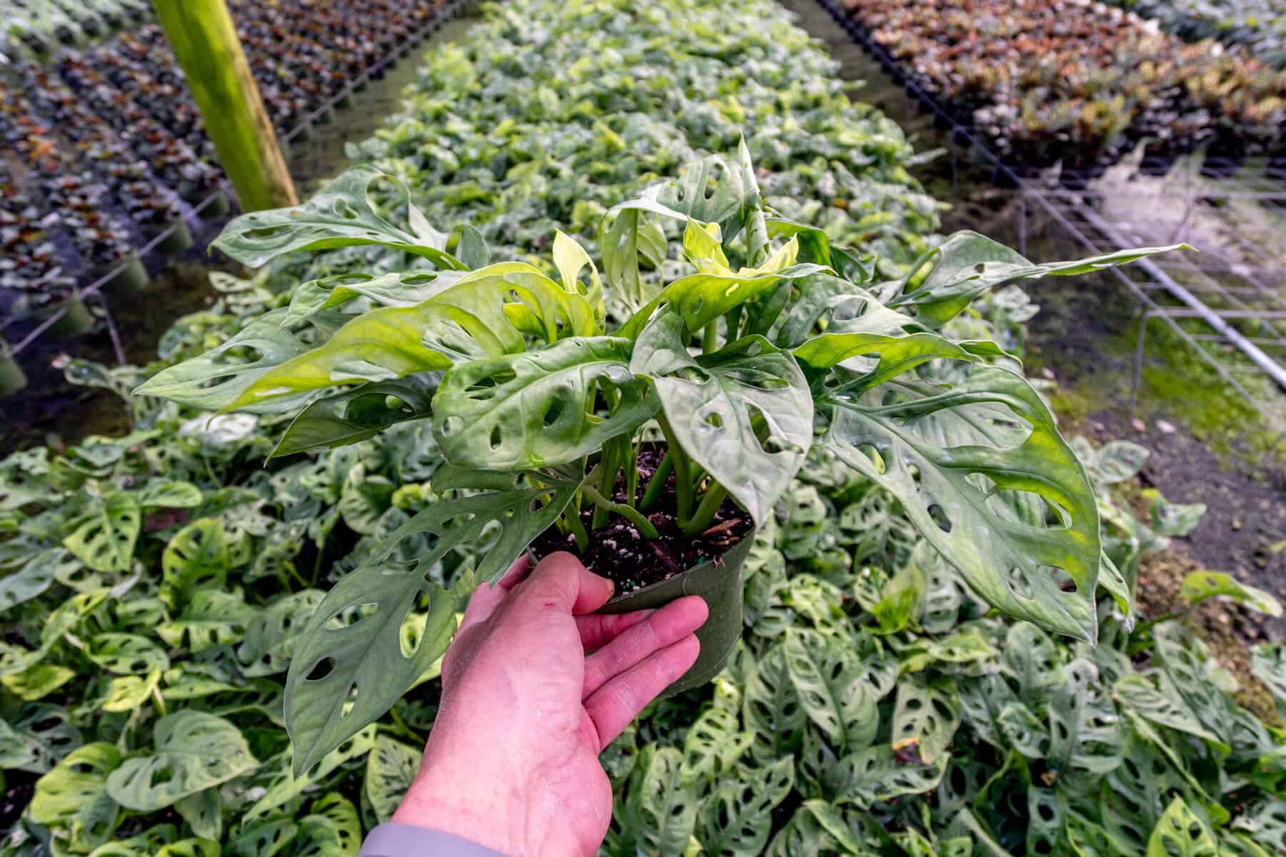 philodendron spec costa rica The Snobby Leaf | Philodendron 'Congo Green' - 6 inch Pot main image 0