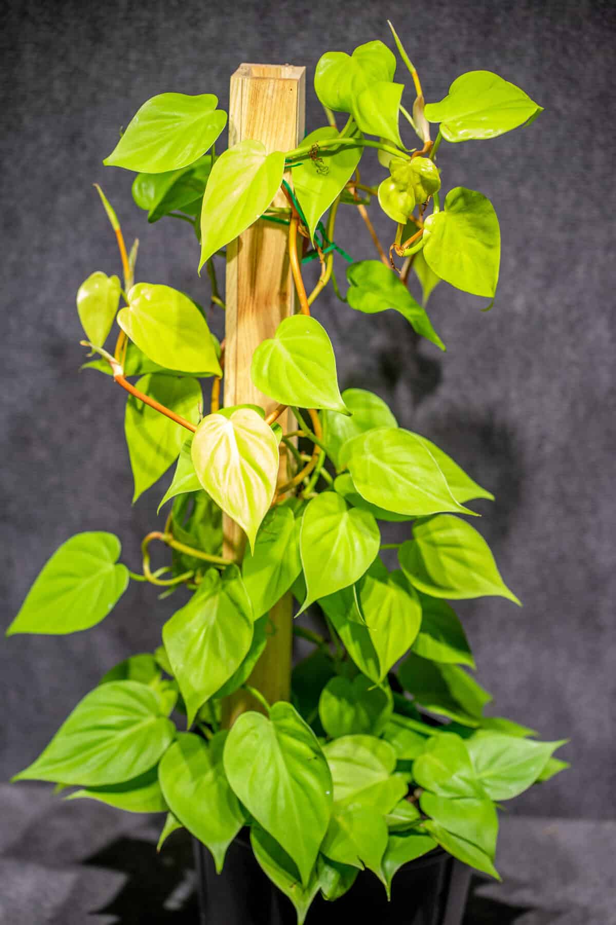 Philodendron Hederaceum 'Neon' with an wood pole filled with Sphagnum moss  in a 10 pot  305 Greenery, Inc.