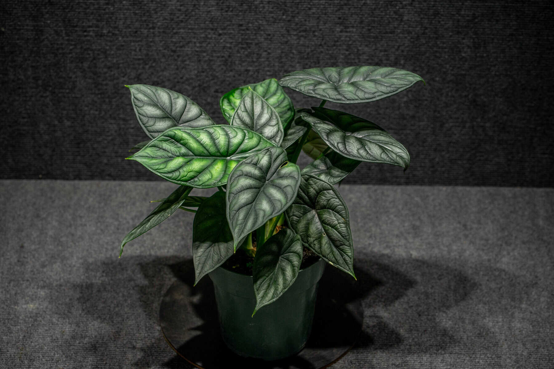 alocasia silver dragon variegata Alocasia Silver Dragon Variegata – FleurExcel Inc main image 0