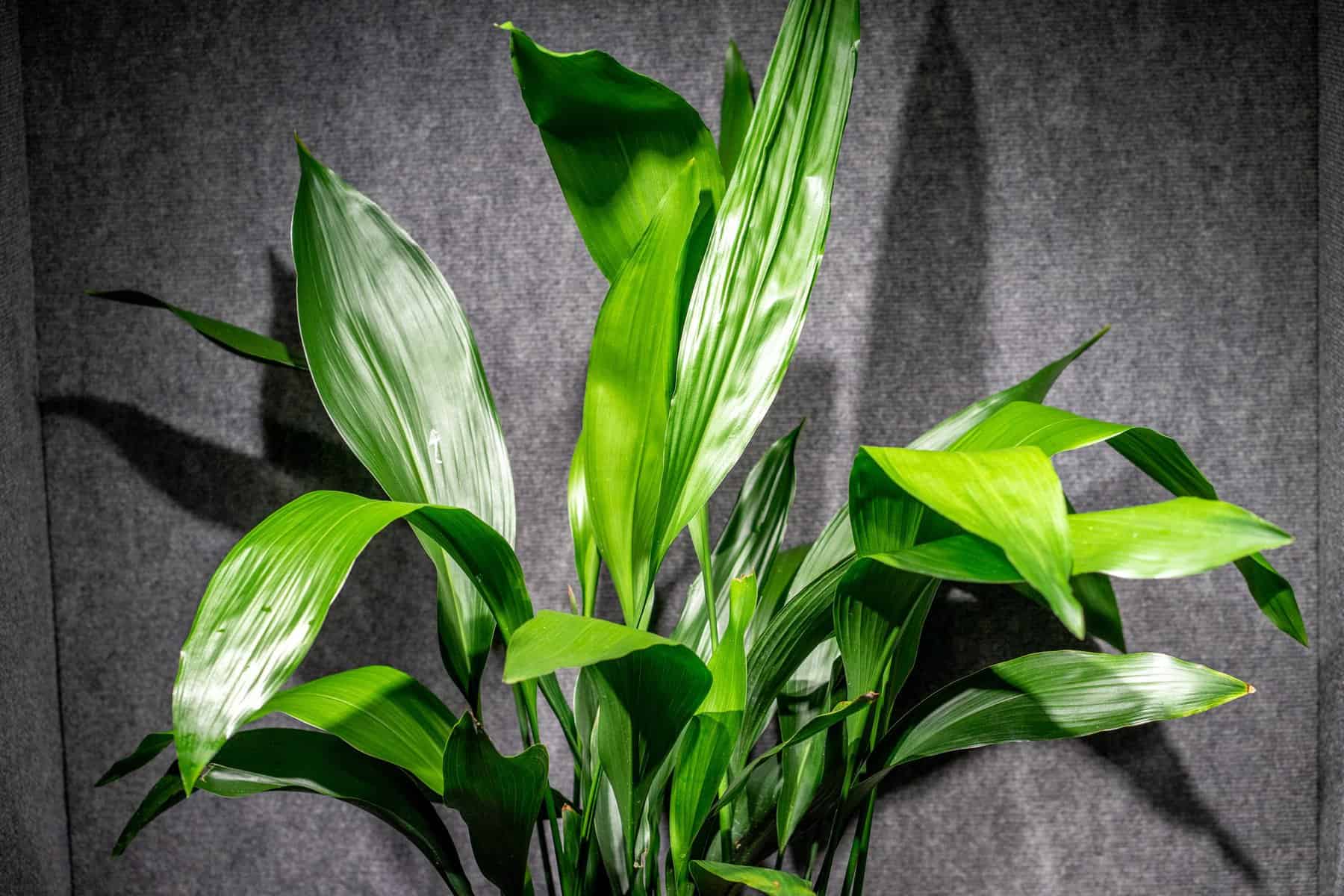 Aspidistra elatior  305 Greenery, Inc.