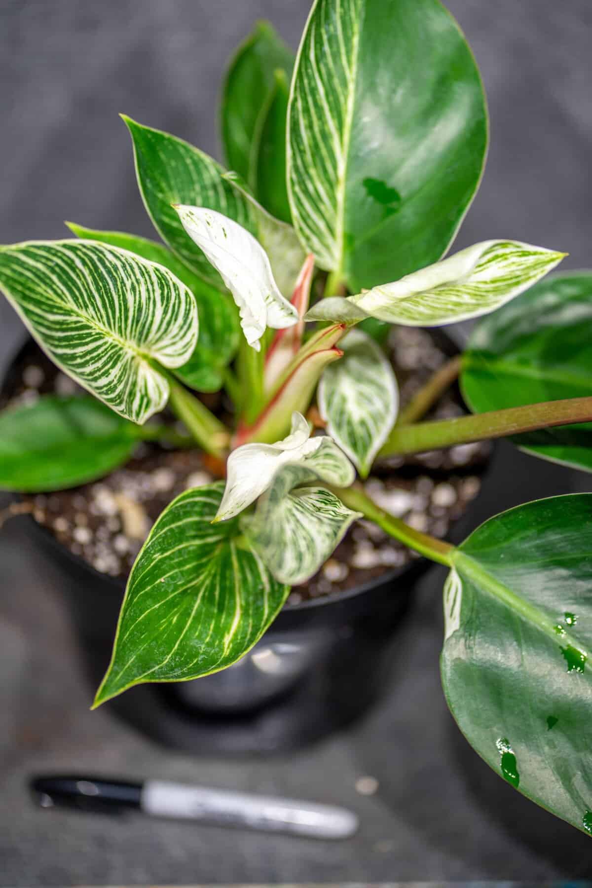 Philodendron 'Birkin'  305 Greenery, Inc.