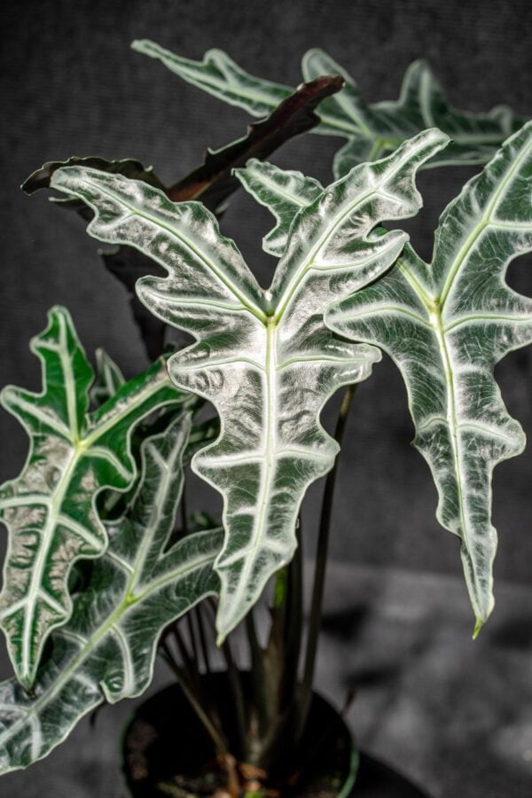 Alocasia sanderiana nobilis