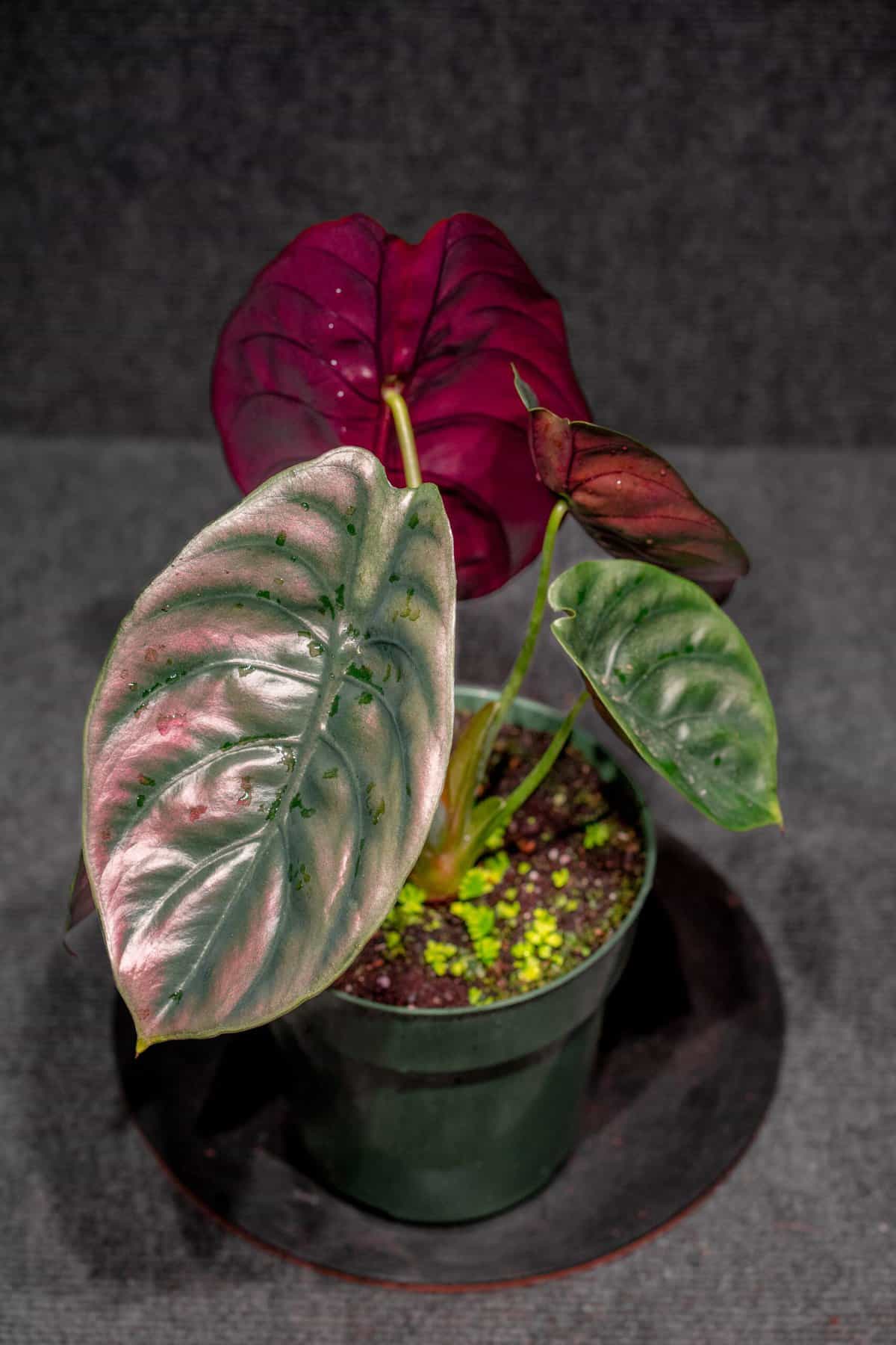 Alocasia Cuprea 6″ pot – 305 Greenery, Inc.