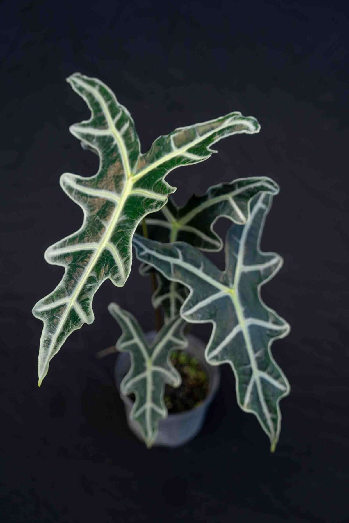 Alocasia 'Nobilis' – 305 Greenery, Inc.
