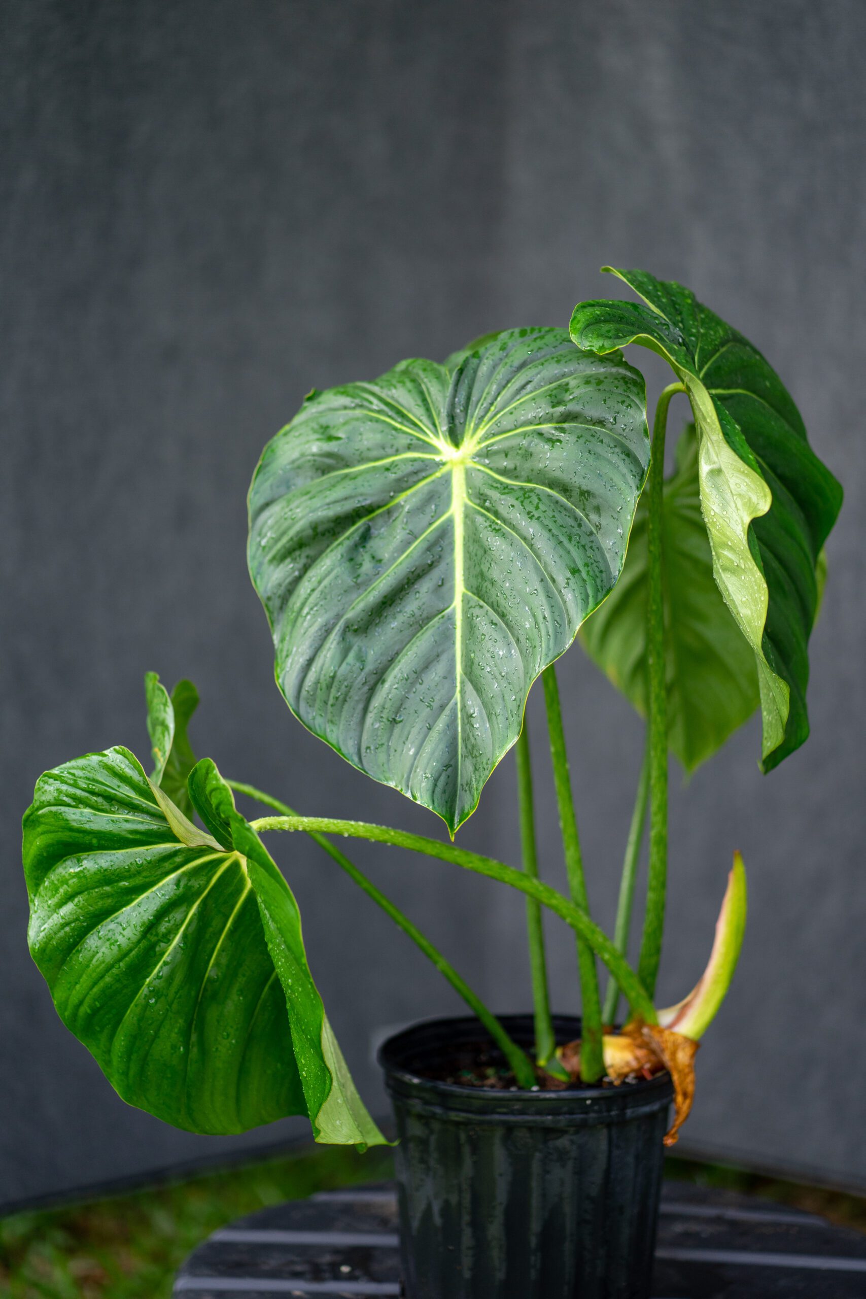 Philodendron McDowell 01652