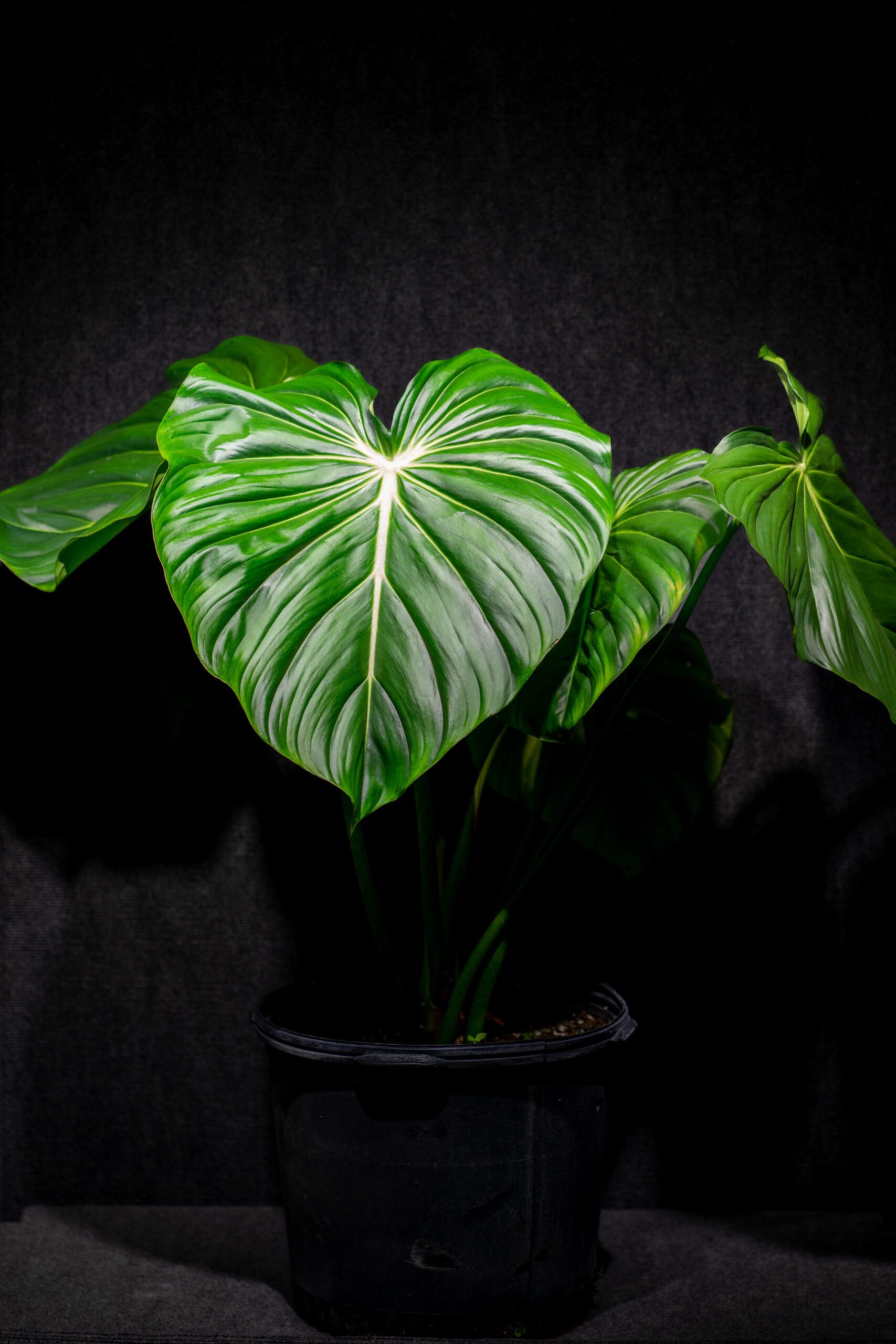 Philodendron McDowell 09721