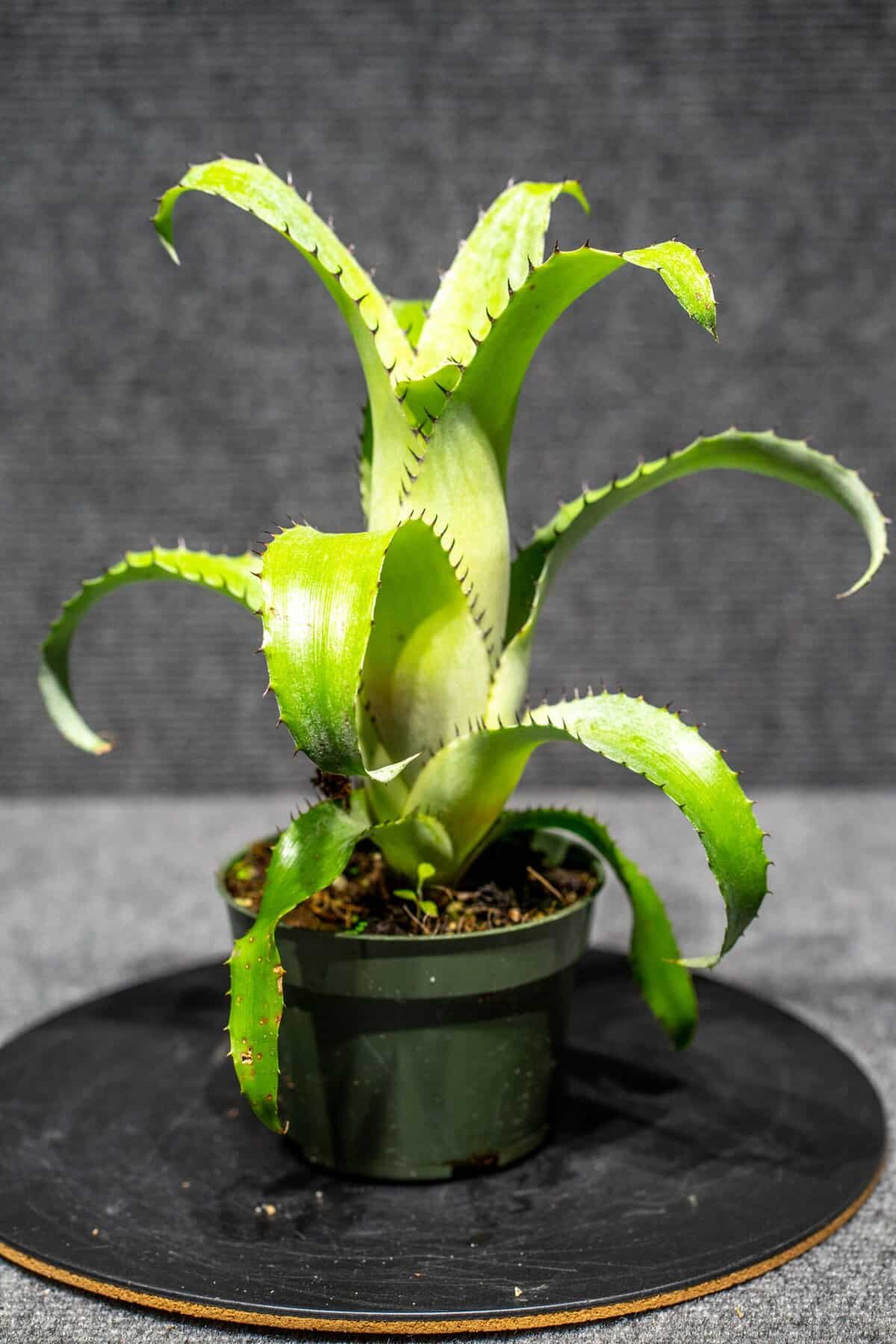 Aechmea Bromeliifolia Green 4″ pot – 305 Greenery, Inc.