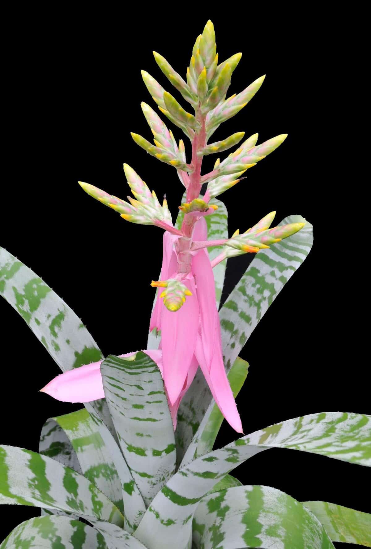 Aechmea Zebrina 'Pink' 8″ Pot – 305 Greenery, Inc.