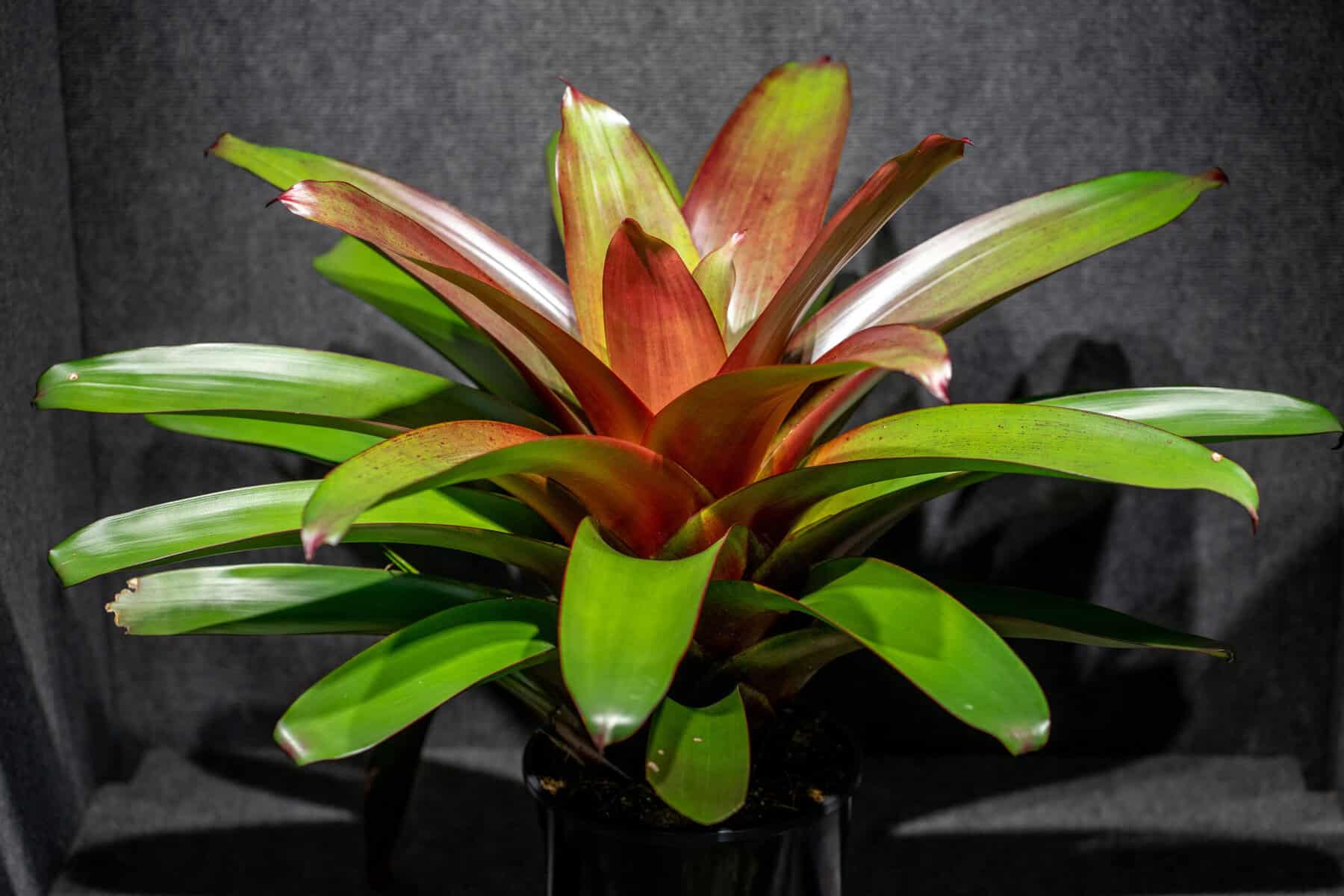 alcantarea-imperialis-red-305-