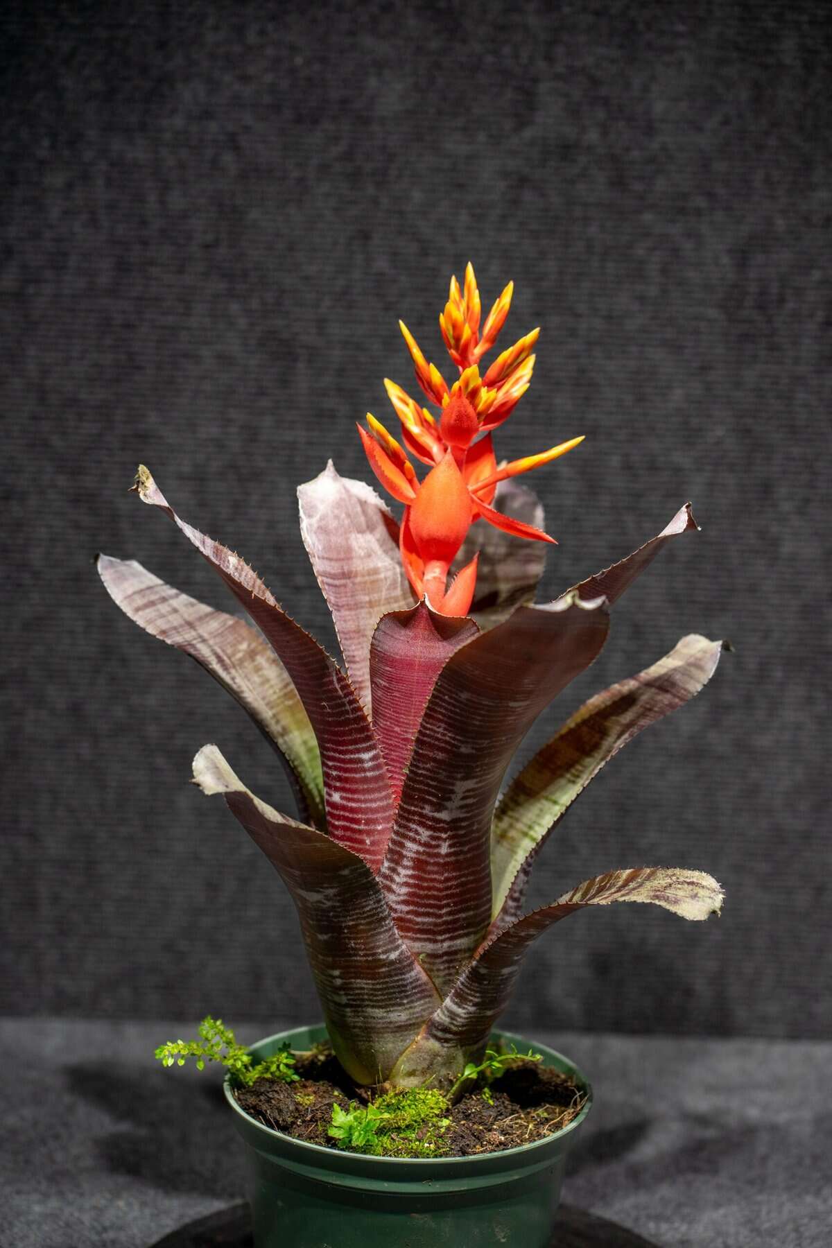 Bromeliad Aechmea Frappuccino 6″ pot – 305 Greenery, Inc.