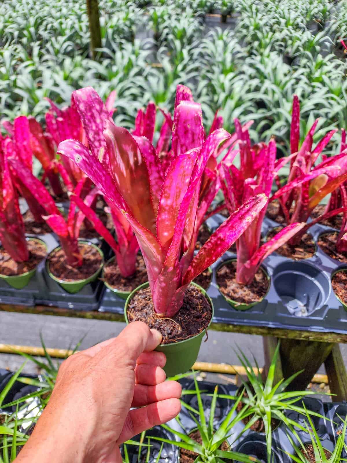 bromeliad-billbergia-
