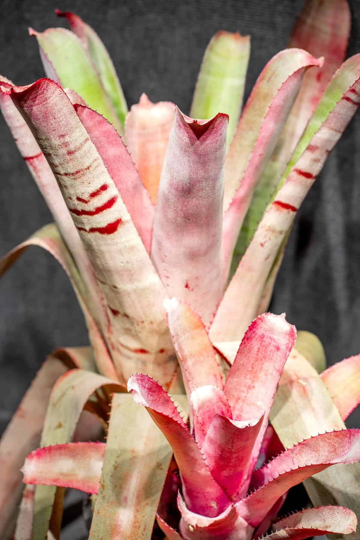 ブロメリア・エアープランツ A. Chocolate x N. Blushing Tiger N0592