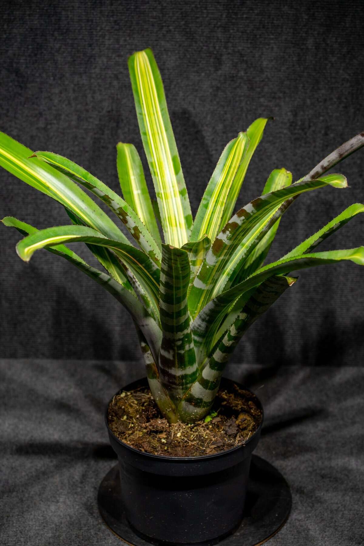 Aechmea Zebrina Variegated 8″ pot (Collectors, Novelty) – 305