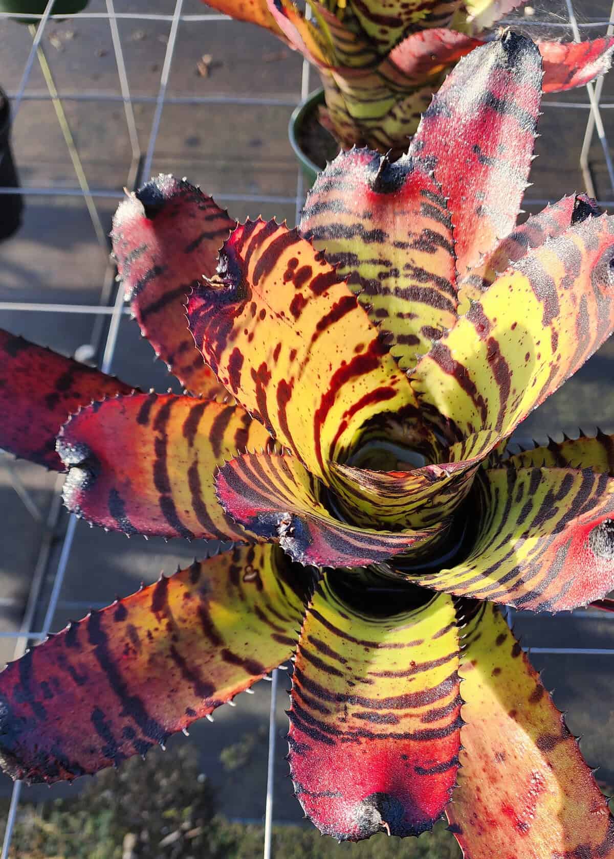 Bromeliad Neoregelia Tiger – 305 Greenery, Inc.