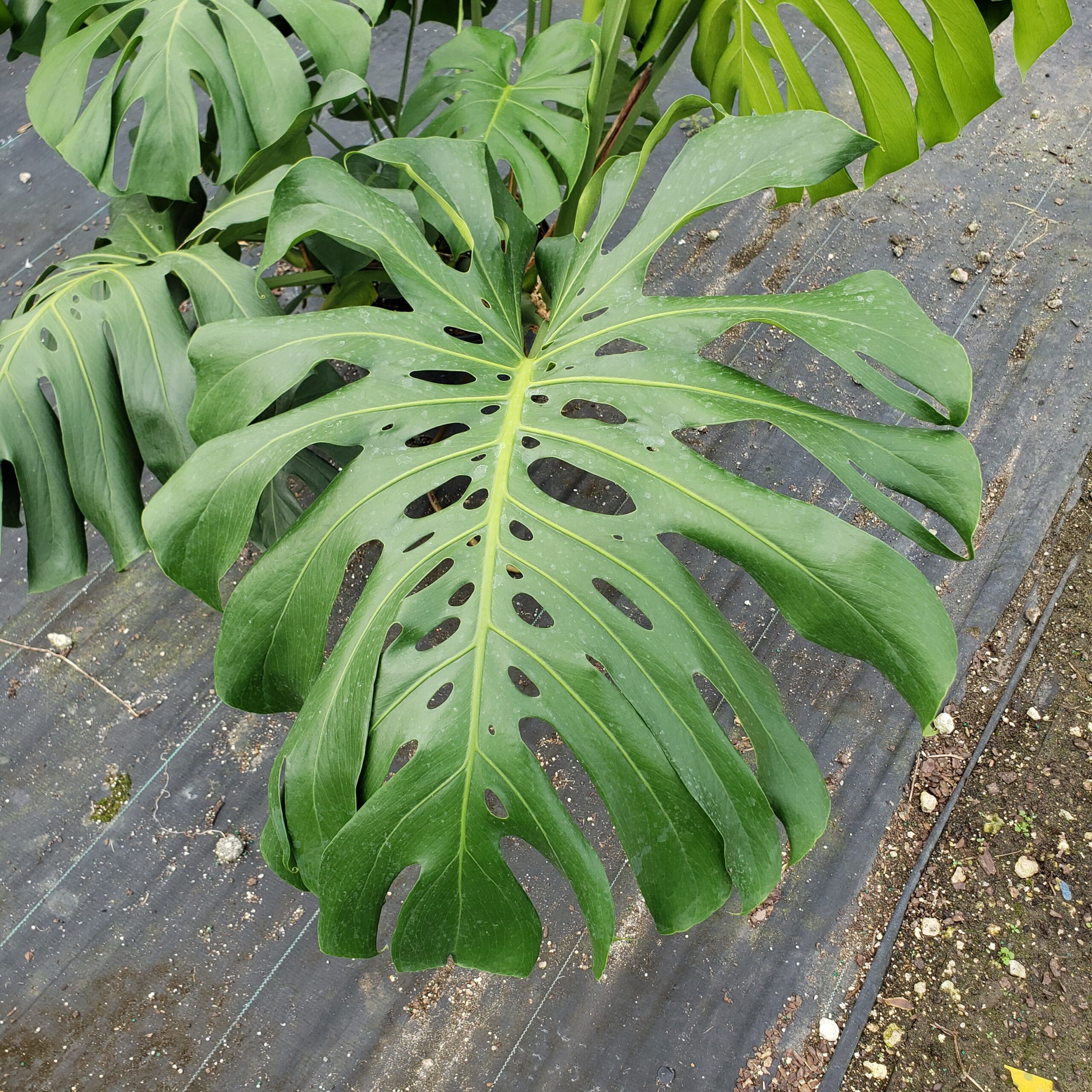 Avenue 60 Monstera Deliciosa Thai Constellation Variegated Fully Rooted in 4 Pot
