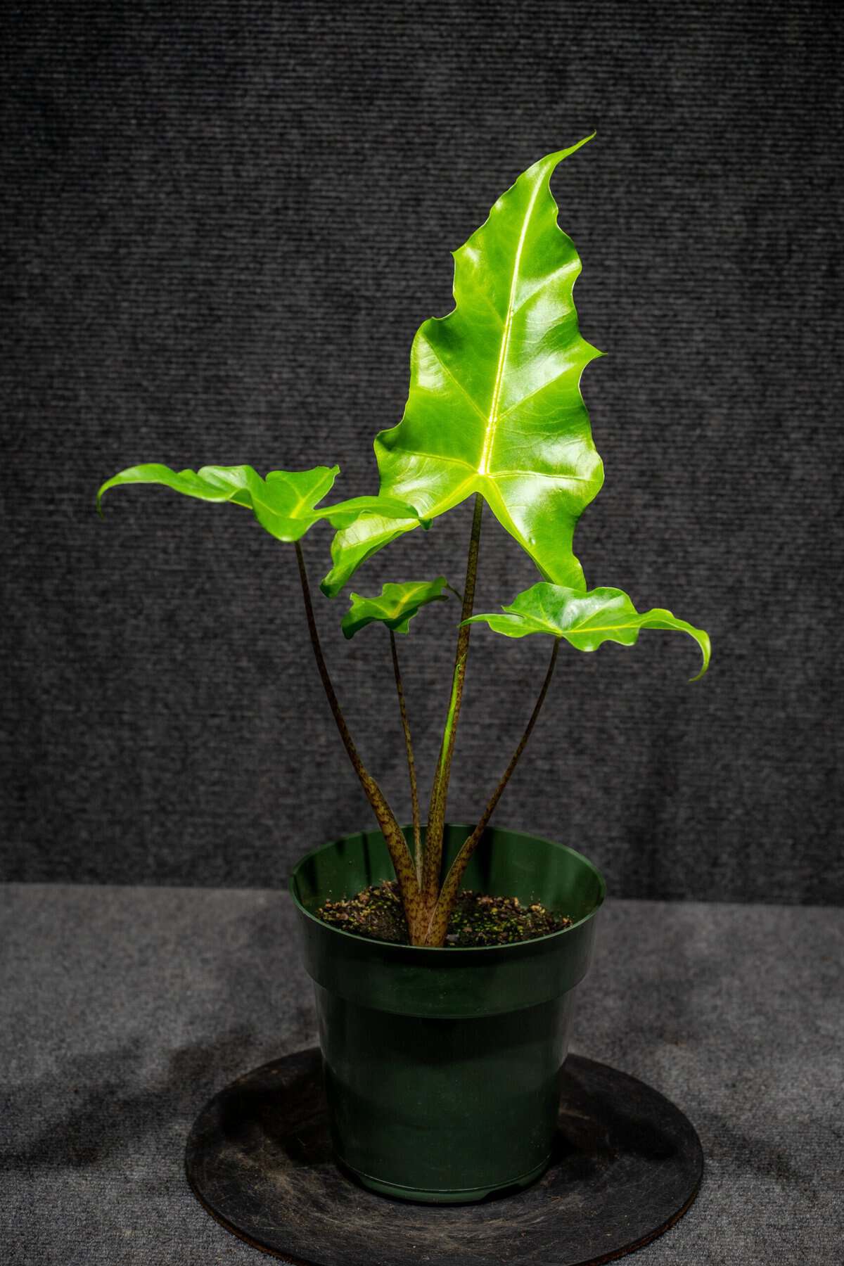 Alocasia 'Golden Dragon' 6″ pot – 305 Greenery, Inc.