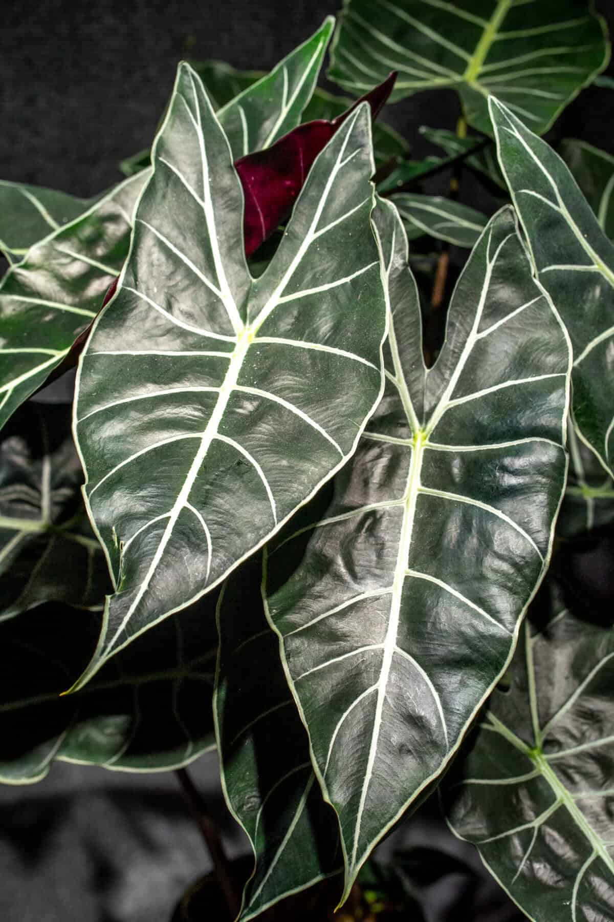 『SALE』Alocasia Longloba var(TC) 【7-6】 Alocasia longiloba “Dragons Tooth” – 305 Greenery, Inc.