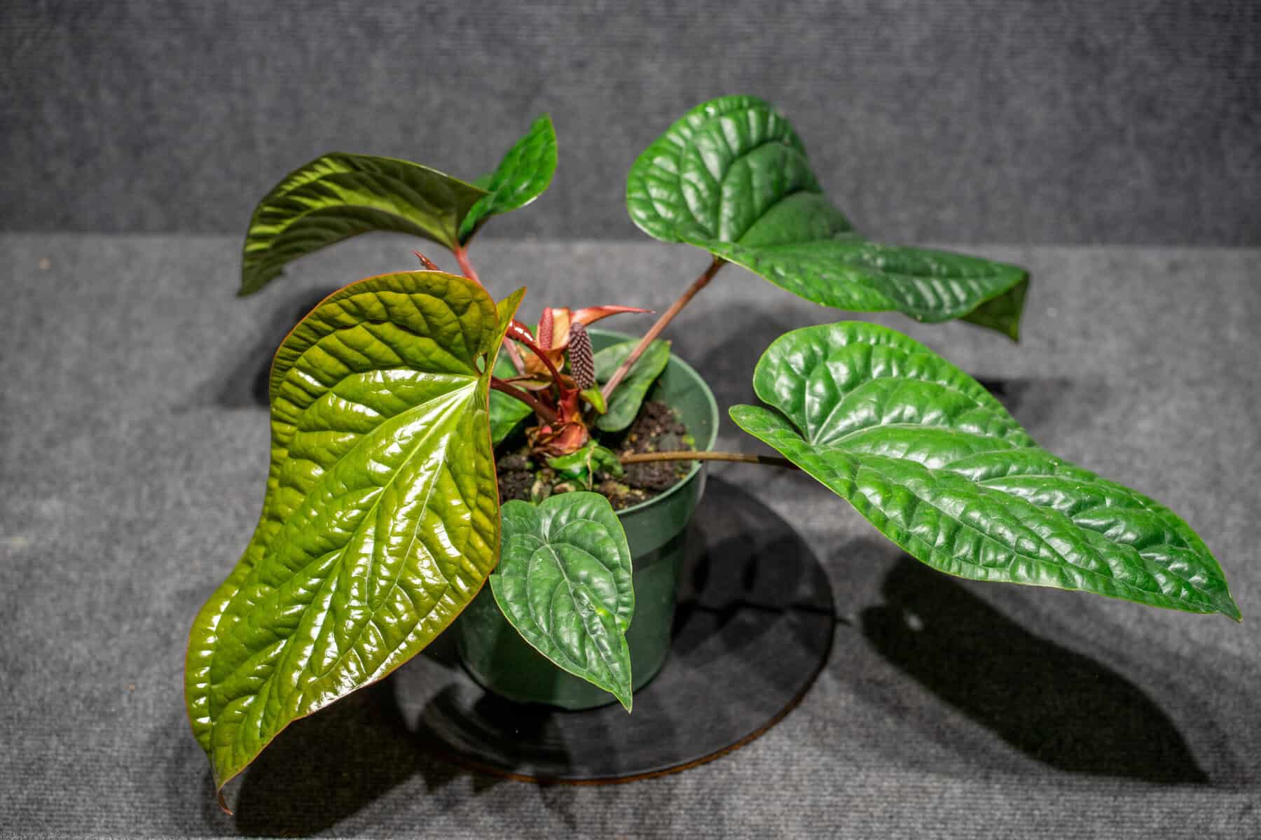 Anthurium Radicans x Luxurians – 305 Greenery, Inc.