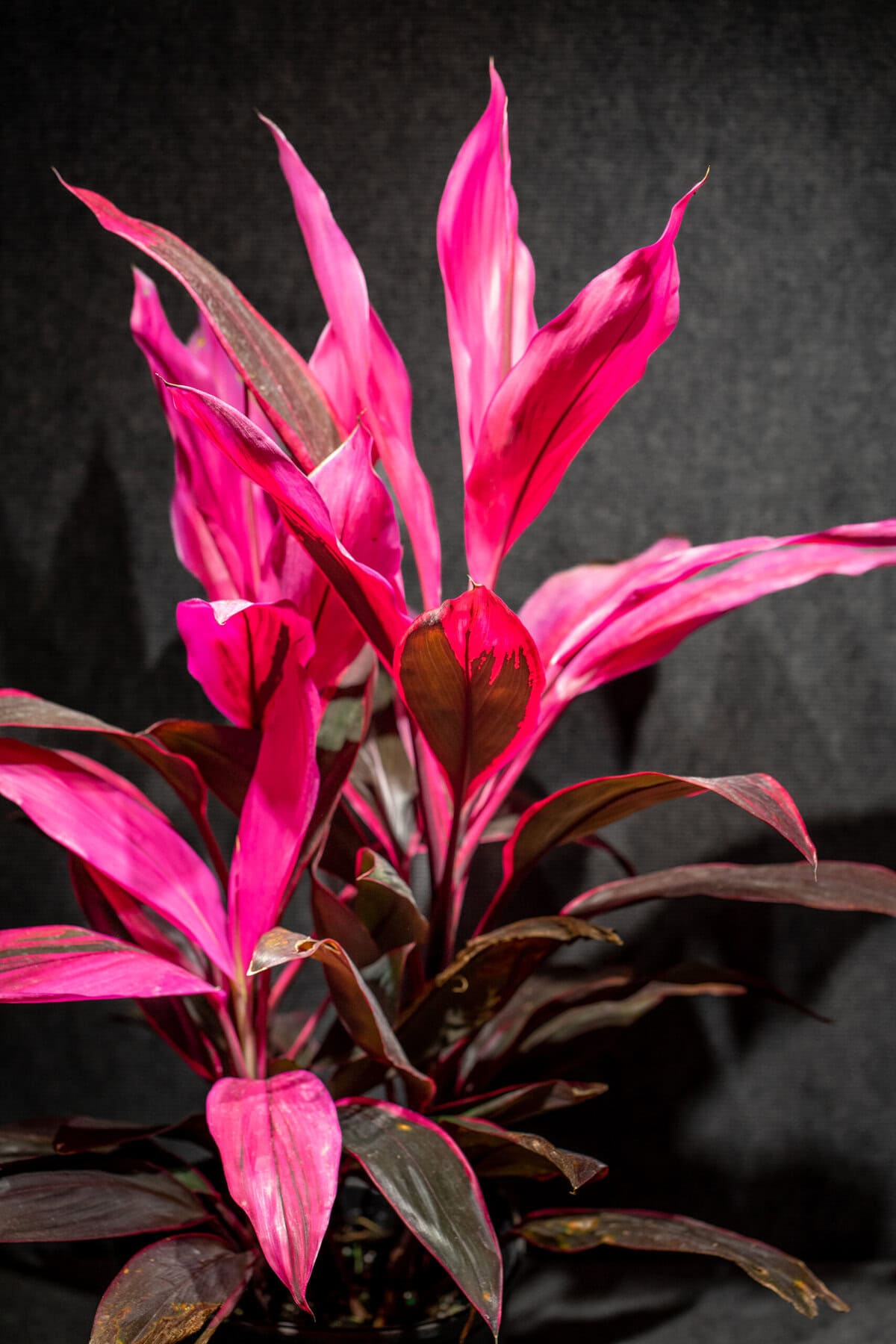 Cordyline fruticosa 'Red Sister', Ti Plant, Cordyline Terminalis, Dracaena  Terminalis 10 pot  305 Greenery, Inc.