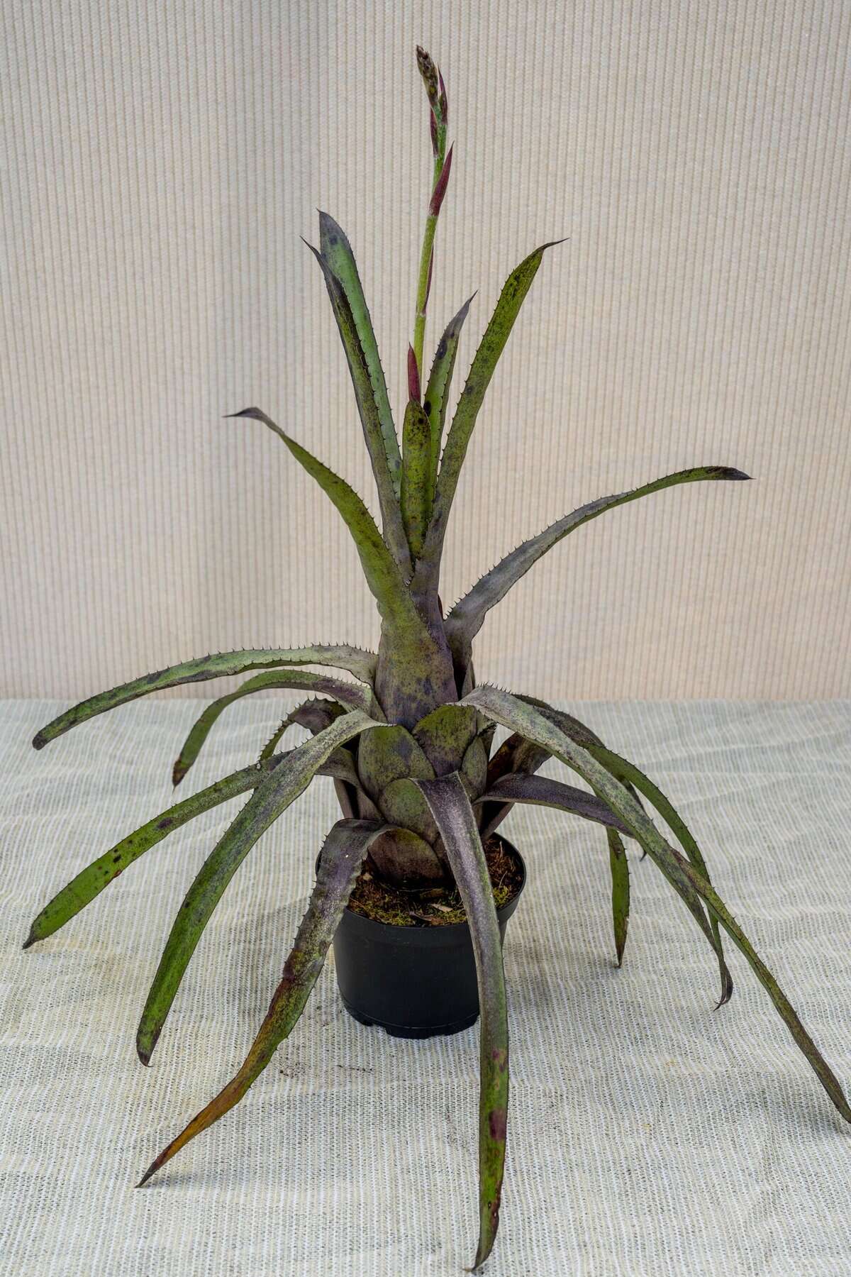 ブロメリア・エアープランツ Hohenbergia Pennae Hohenbergia Pennae – 305 Greenery, Inc.