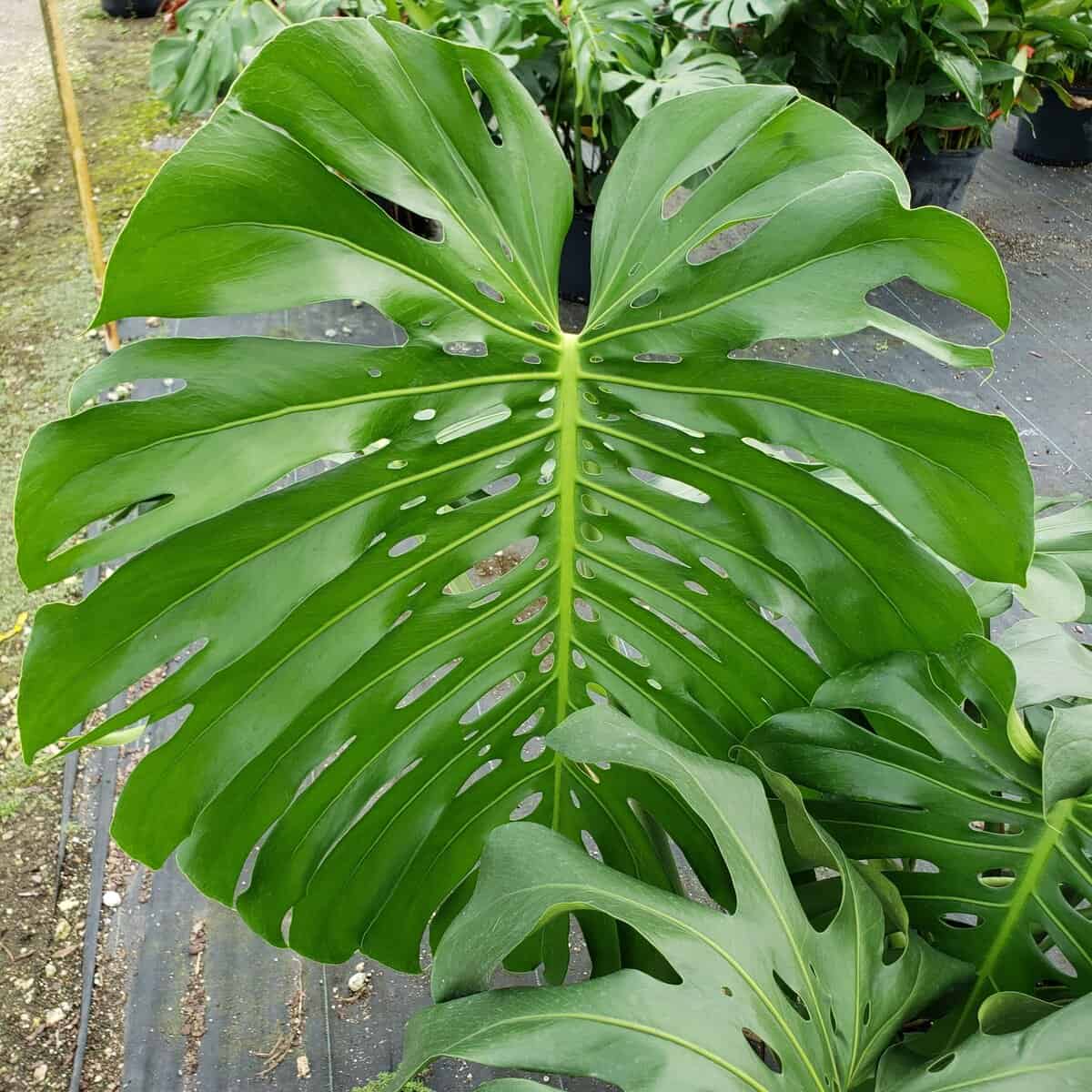 か*う様 【超希少】Monsteradeliciosa ‘v’Green on MonsteraX Auctions | Monstera deliciosa (large form) green on