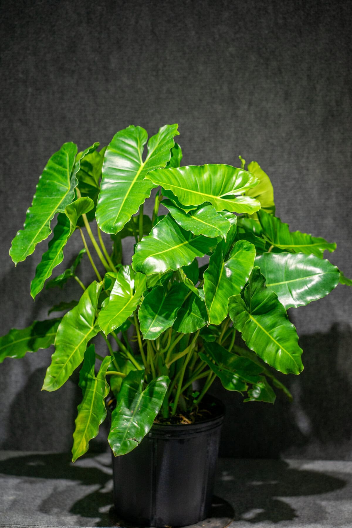 Philodendron Burle Marx potted in an 3 gallon pot (Beautiful and healthy)   305 Greenery, Inc.