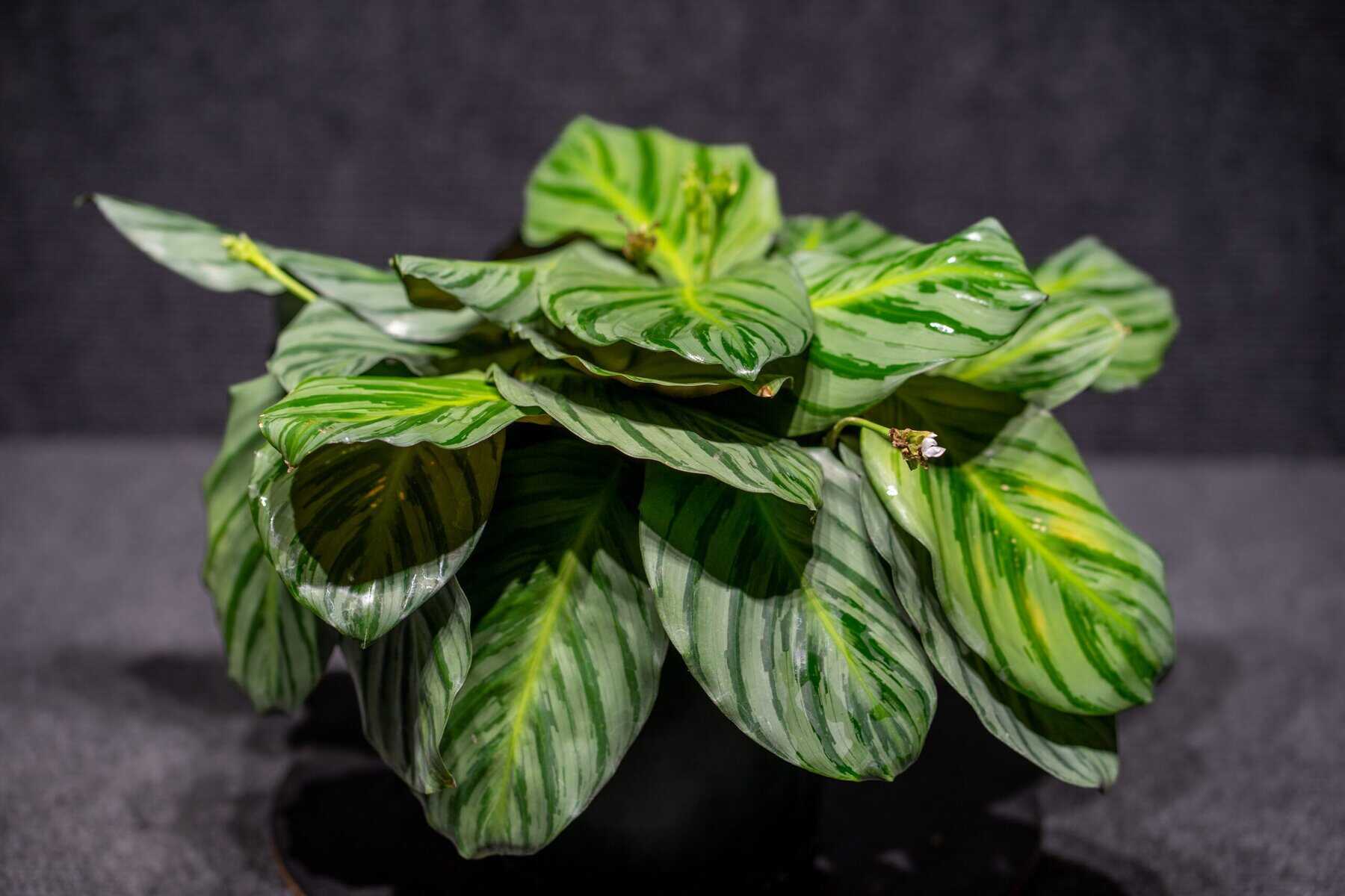 Calathea Fucata – 305 Greenery, Inc.