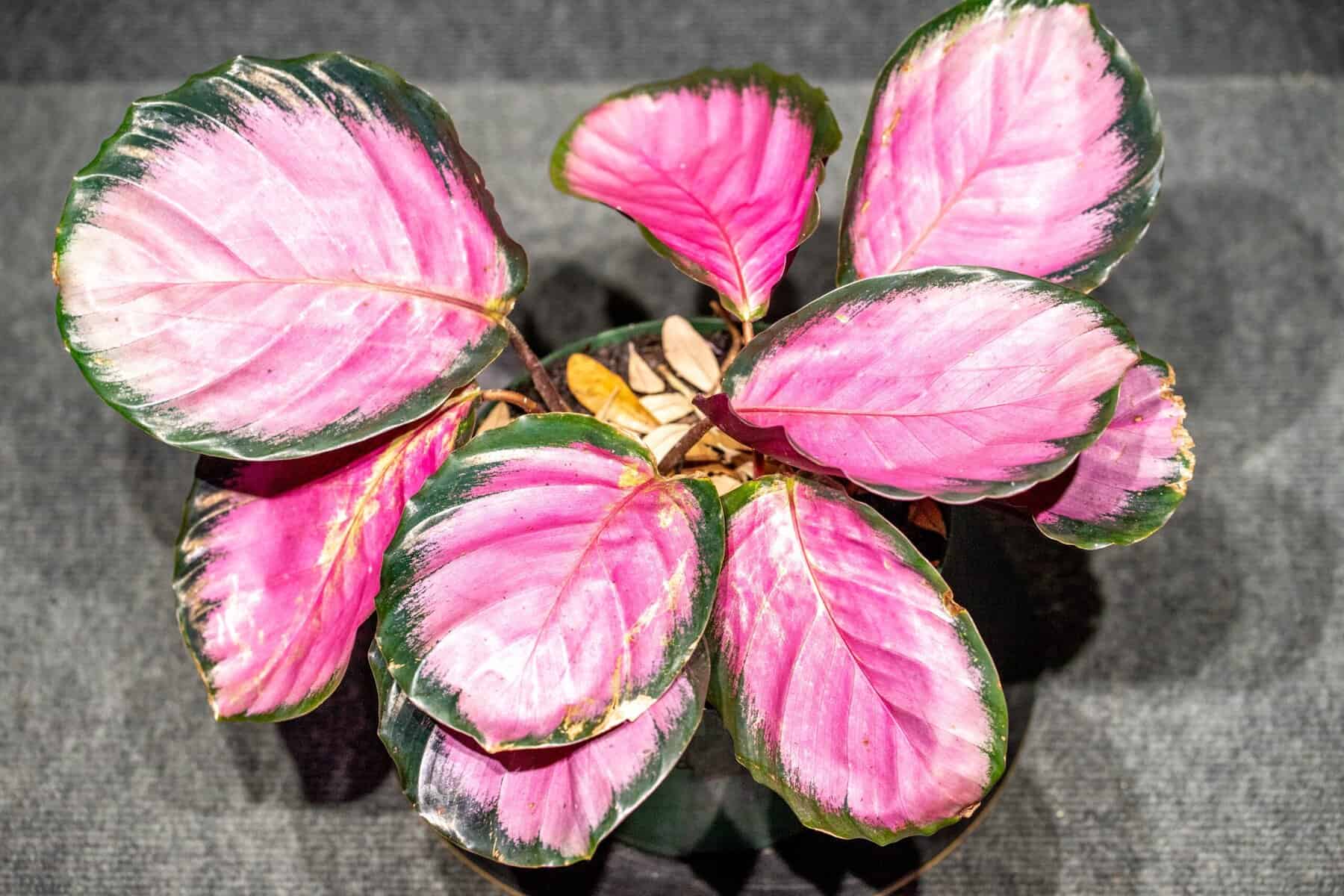 Calathea roseopicta, Rose painted 6 pot  305 Greenery, Inc.