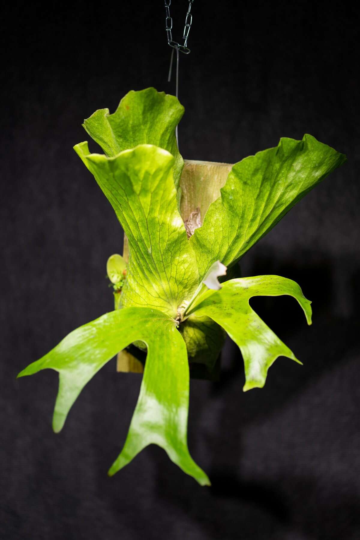 Platycerium Stemaria var 'Laurentii” – 305 Greenery, Inc.