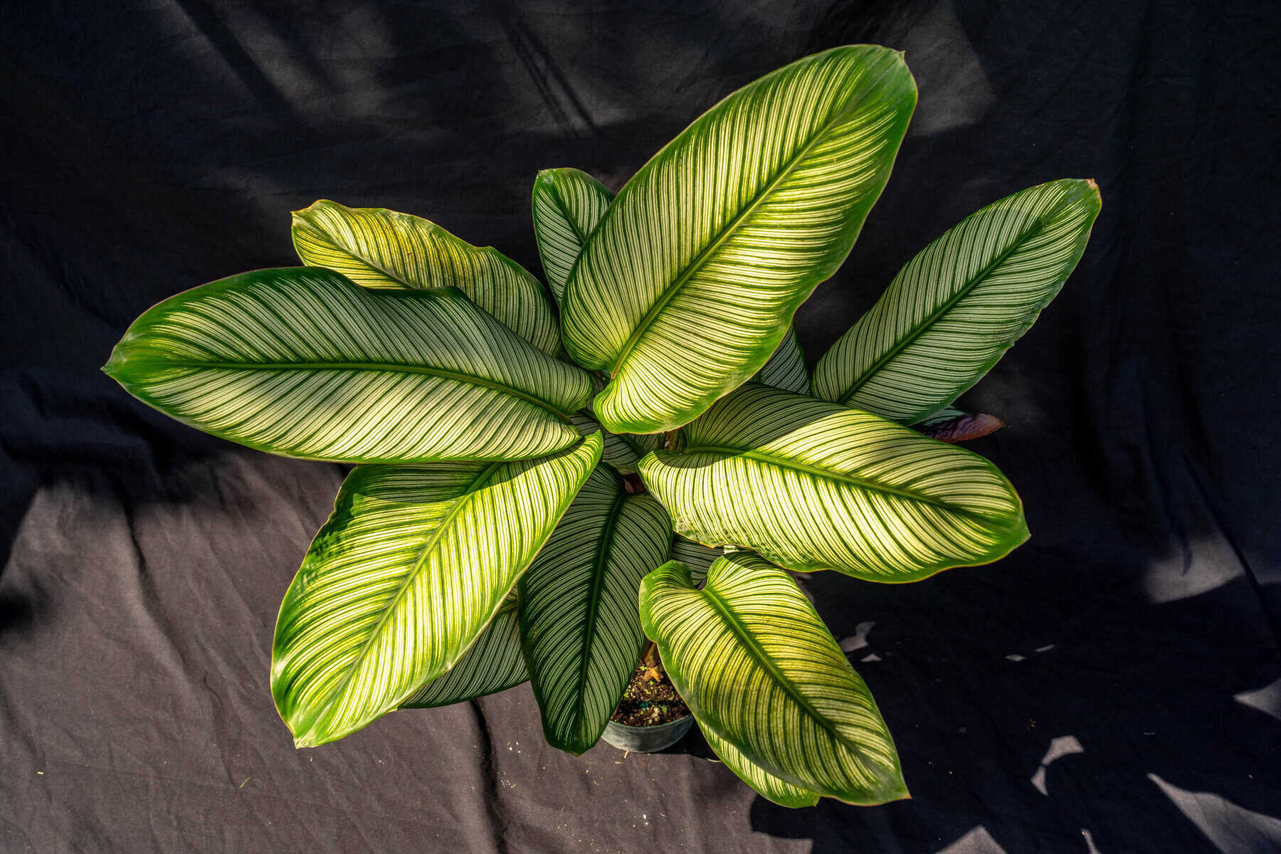 その他観葉植物 Phyllagatis guttata RARE ALERT: Giant Phyllagathis Guttata ❤️ 🌿 Actual plant