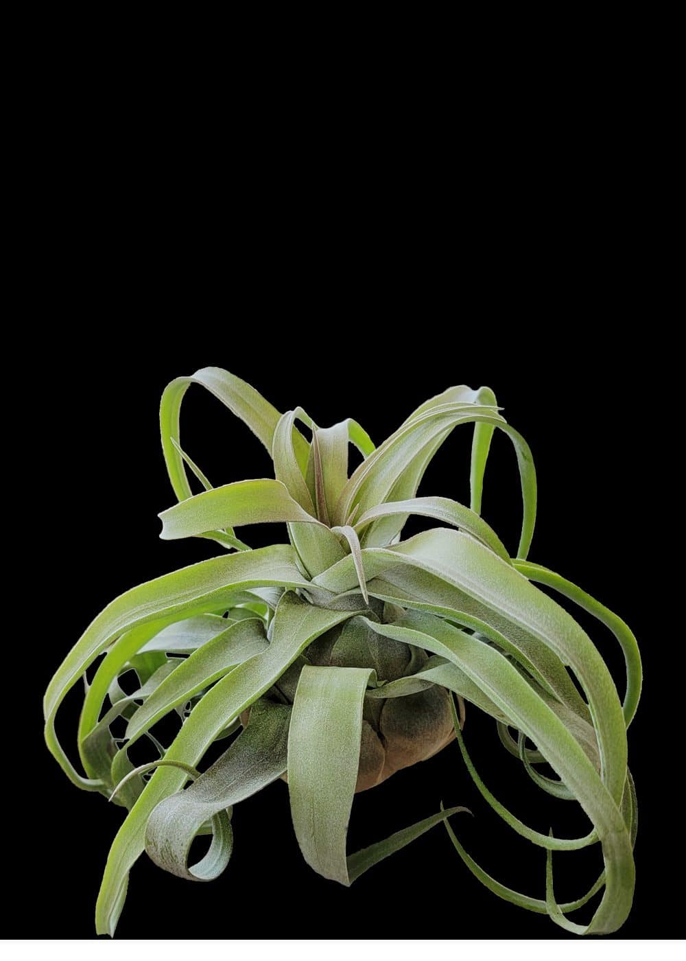 Tillandsia BR Streptophylla – 305 Greenery, Inc.