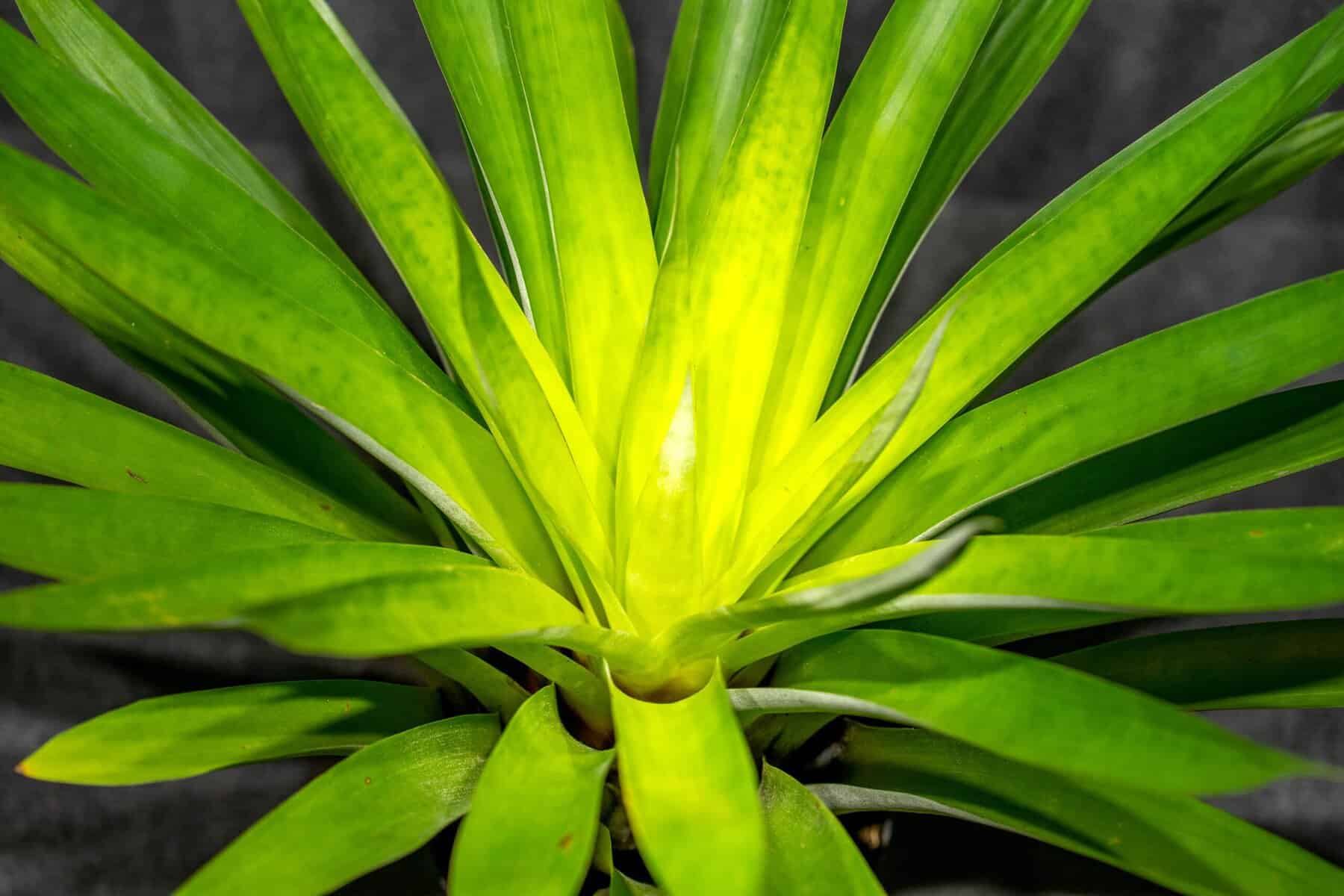 Tillandsia Oerstediana 6″ pot – 305 Greenery, Inc.