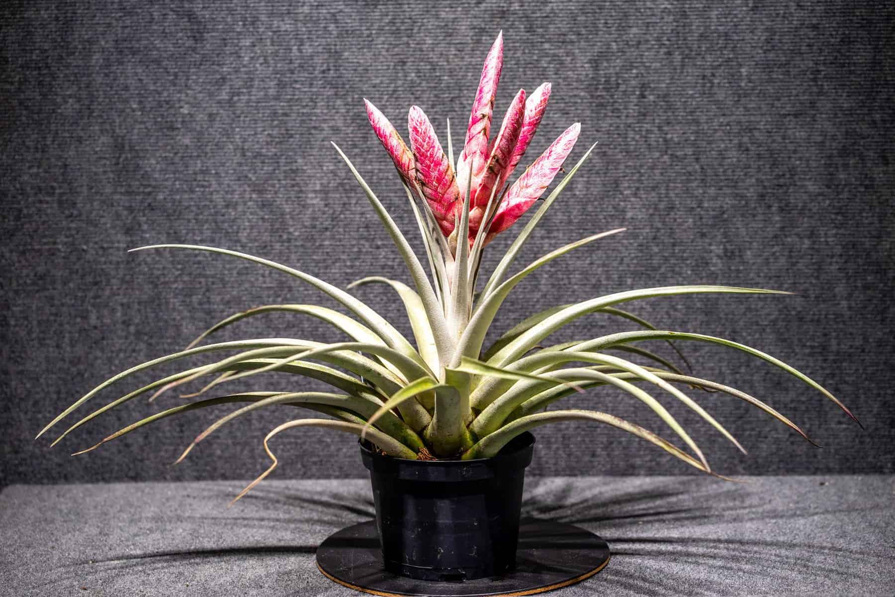 Tillandsia Steve – 305 Greenery, Inc.