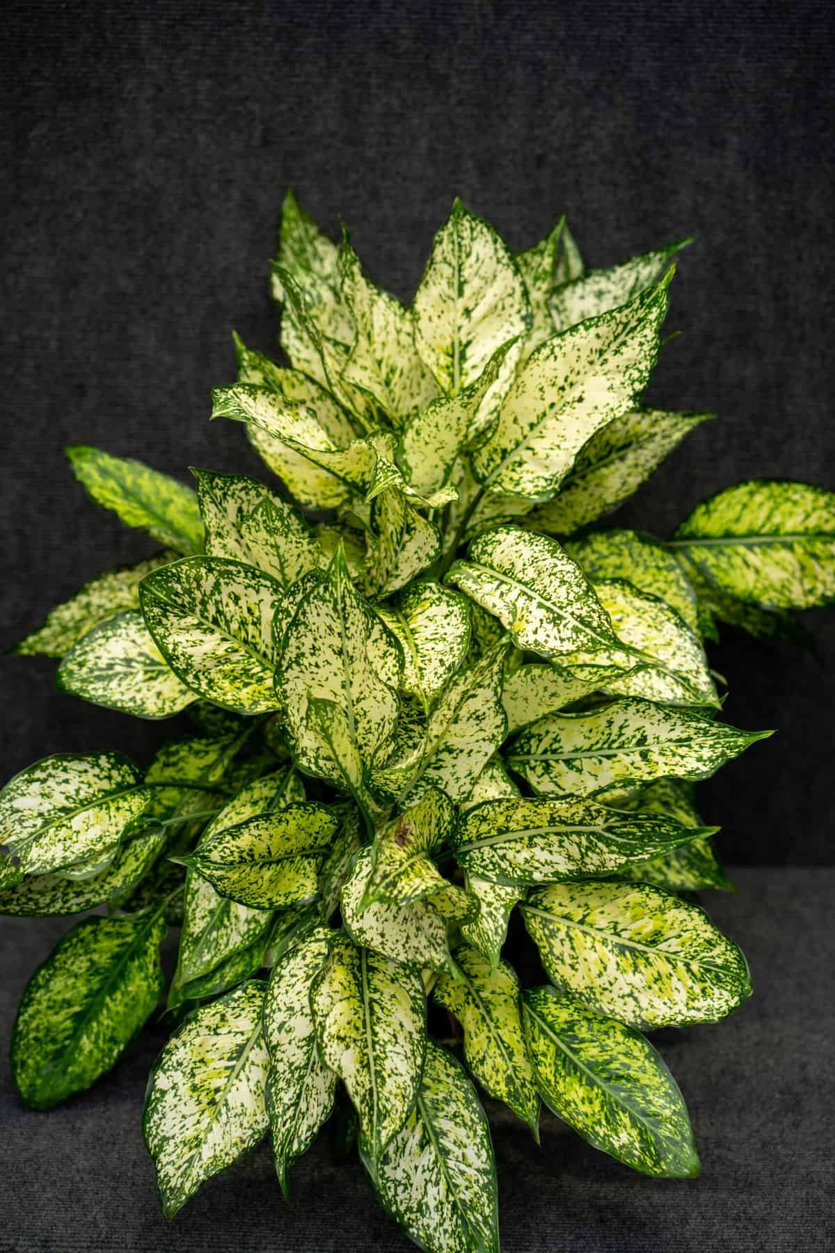 aglaonema-wintry-winehouse-6-