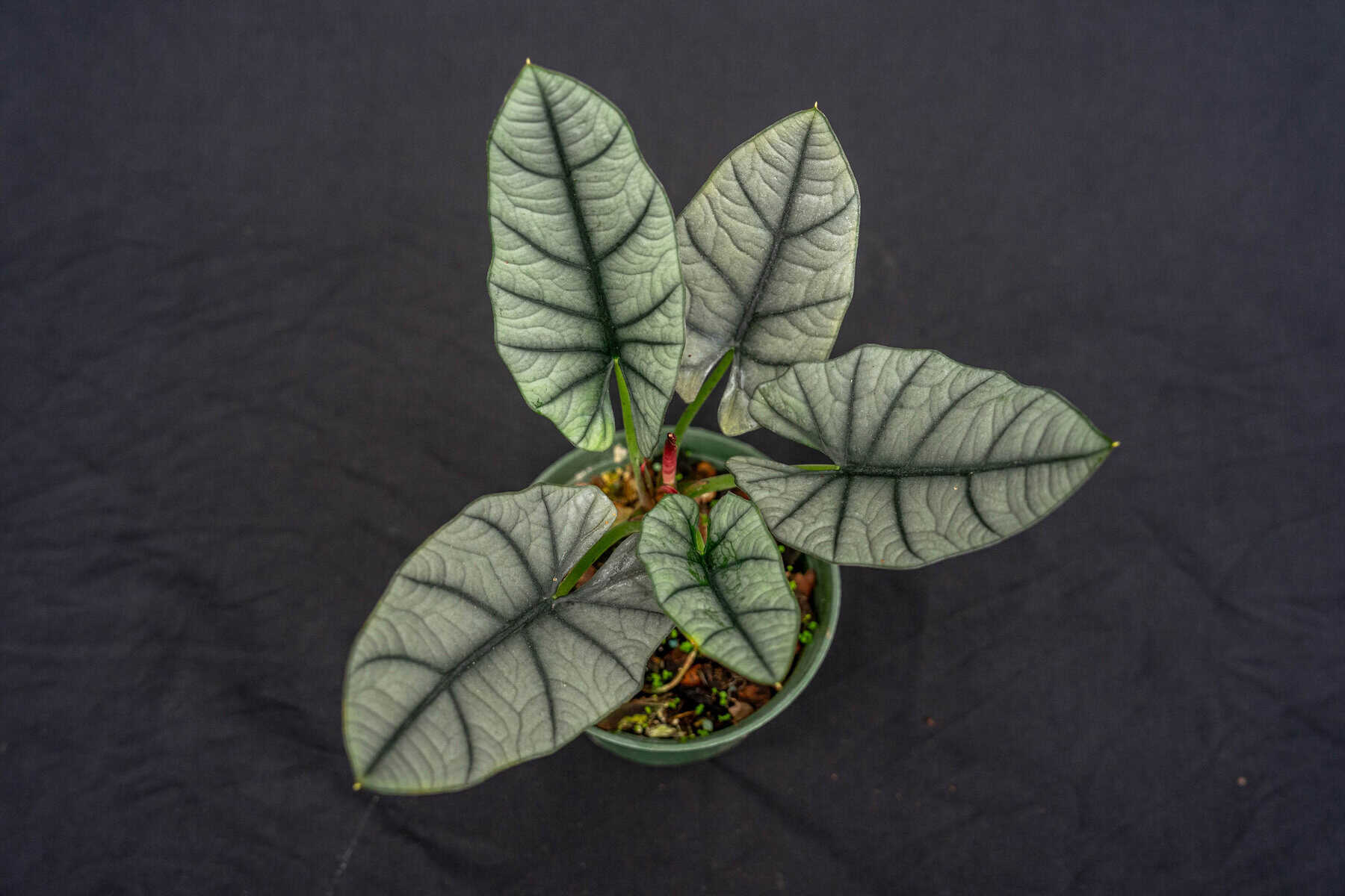 Alocasia nebula 'Elaine'  305 Greenery, Inc.