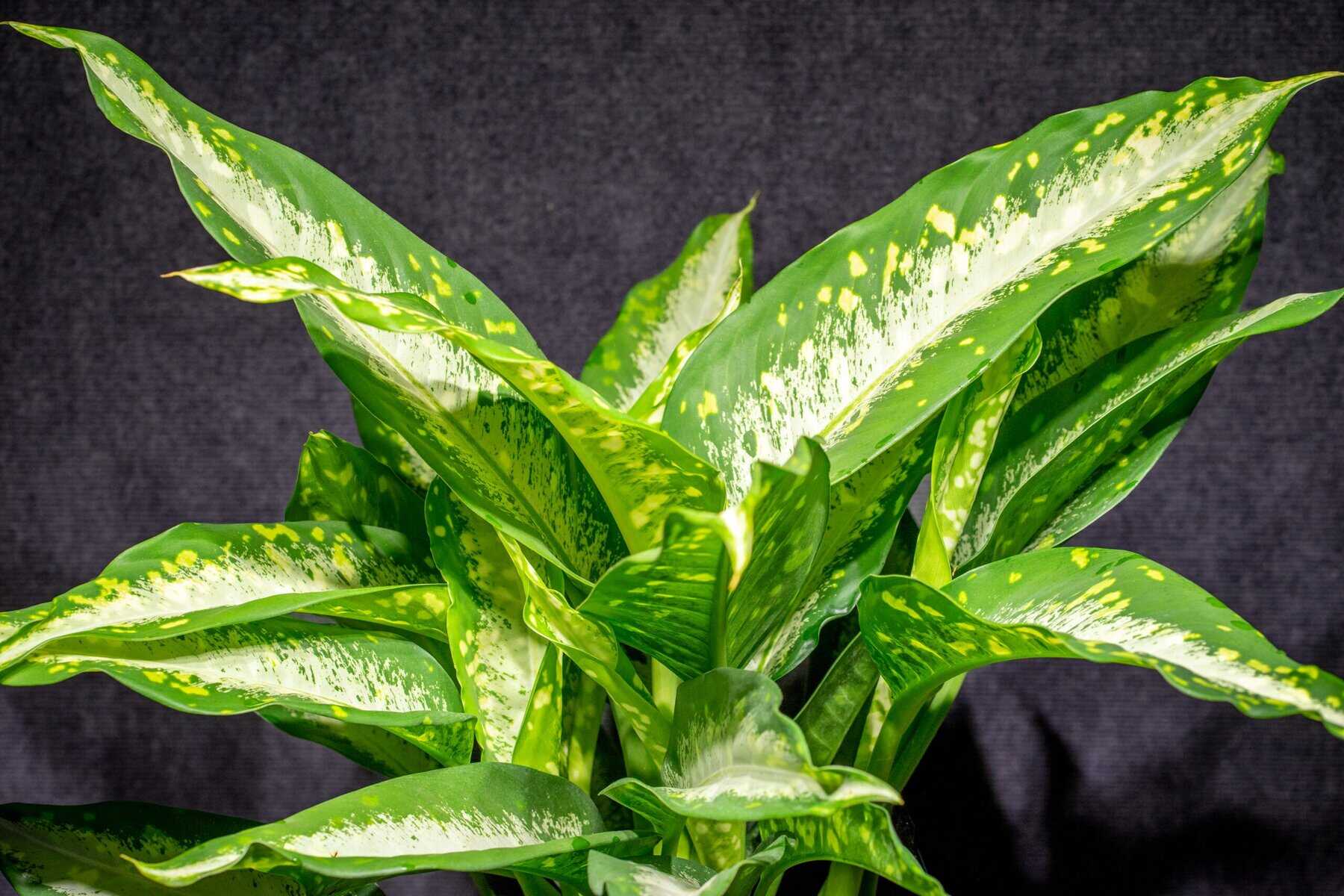fiddle leaf fig live plant Fiddle Leaf Fig Tree - Live Plant in a 10 Inch Pot - Ficus Lyrata