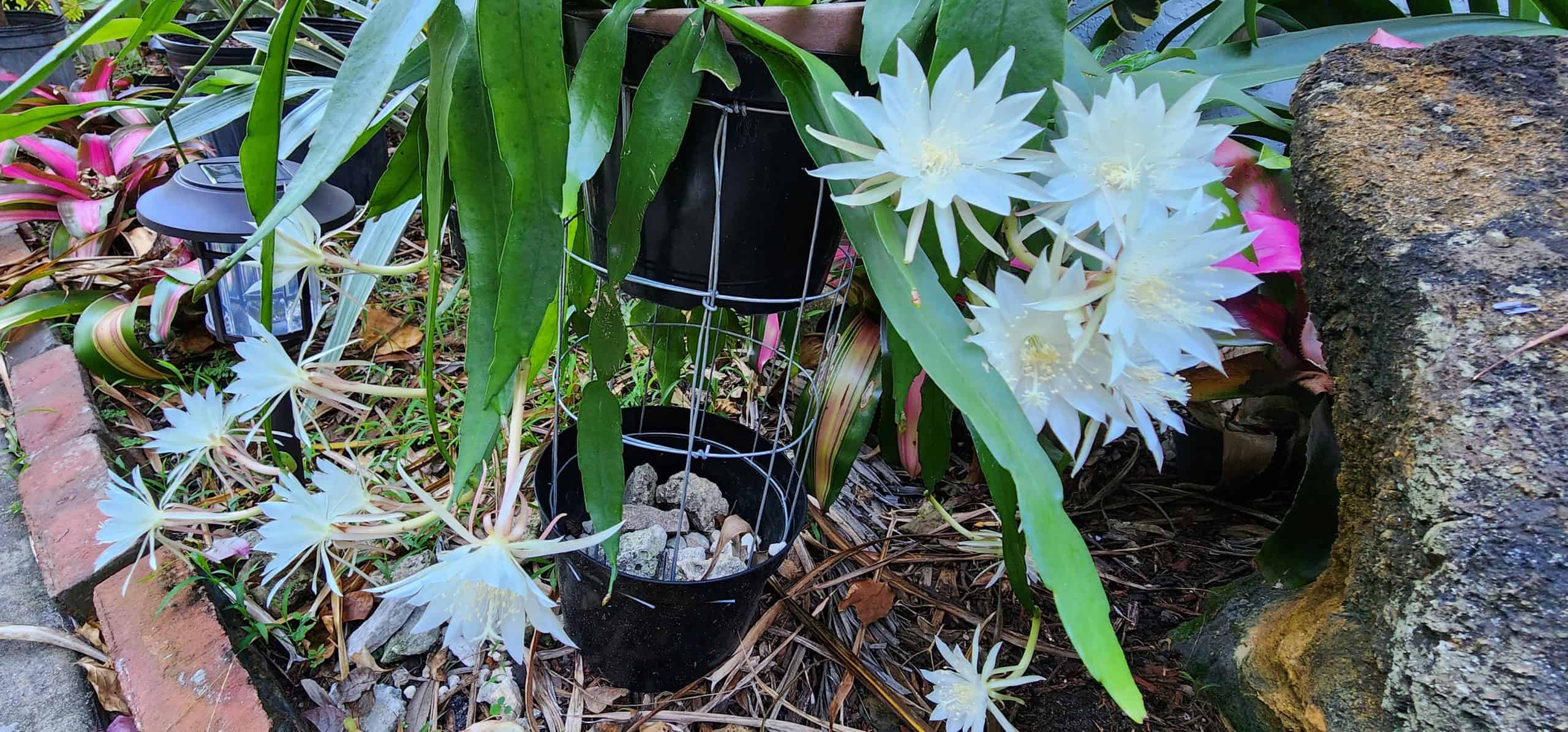 Epiphyllum Hookeri  305 Greenery, Inc.