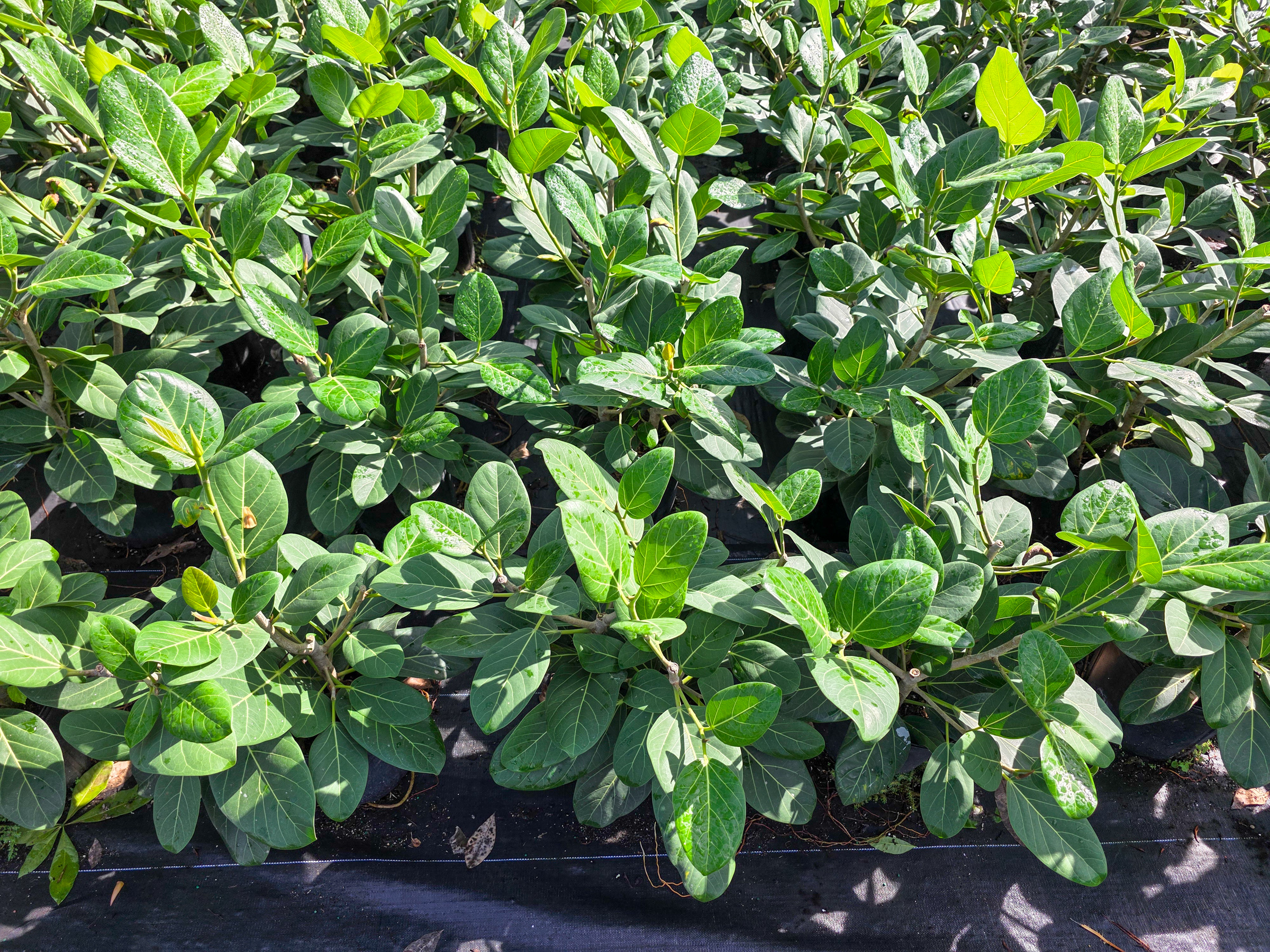 Ficus benghalensis 'Audrey'